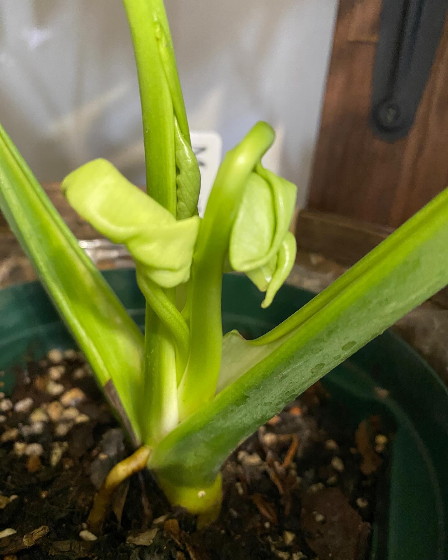 複数の芽を同時に伸ばすモンステラ