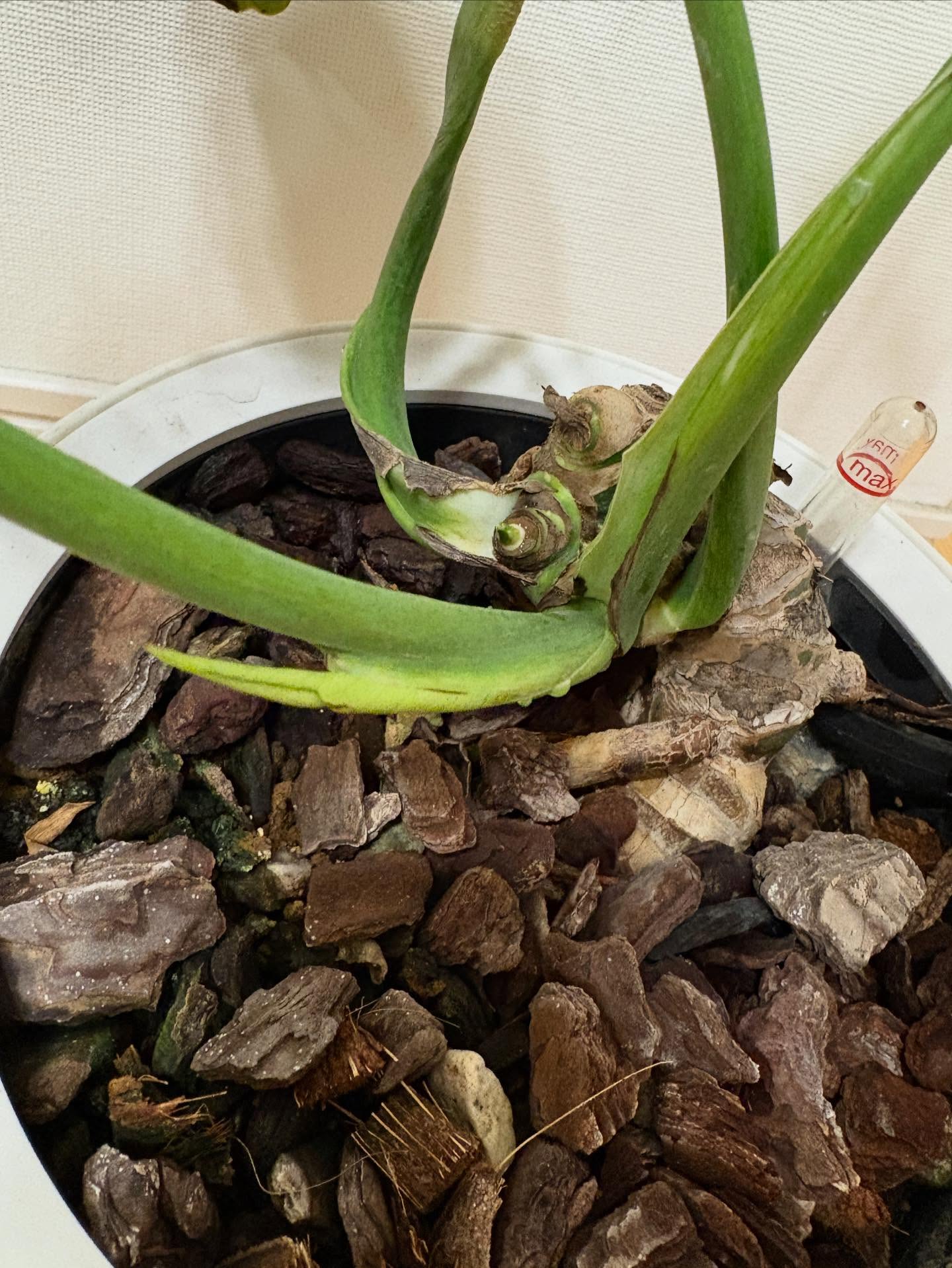 節間が詰まった超矮性モンステラの株姿