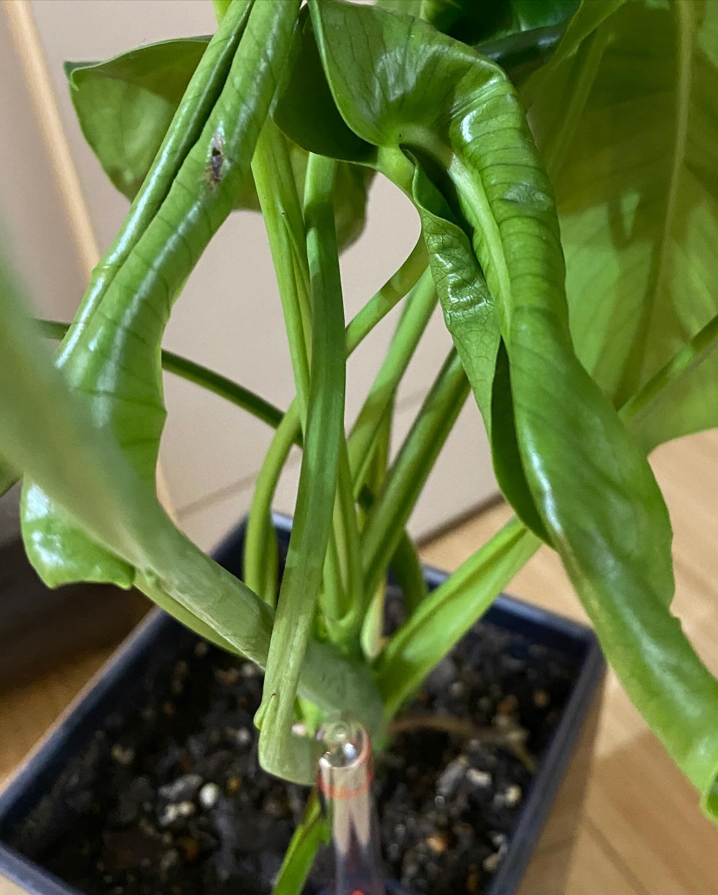 複数の新芽を伸ばすモンステラ