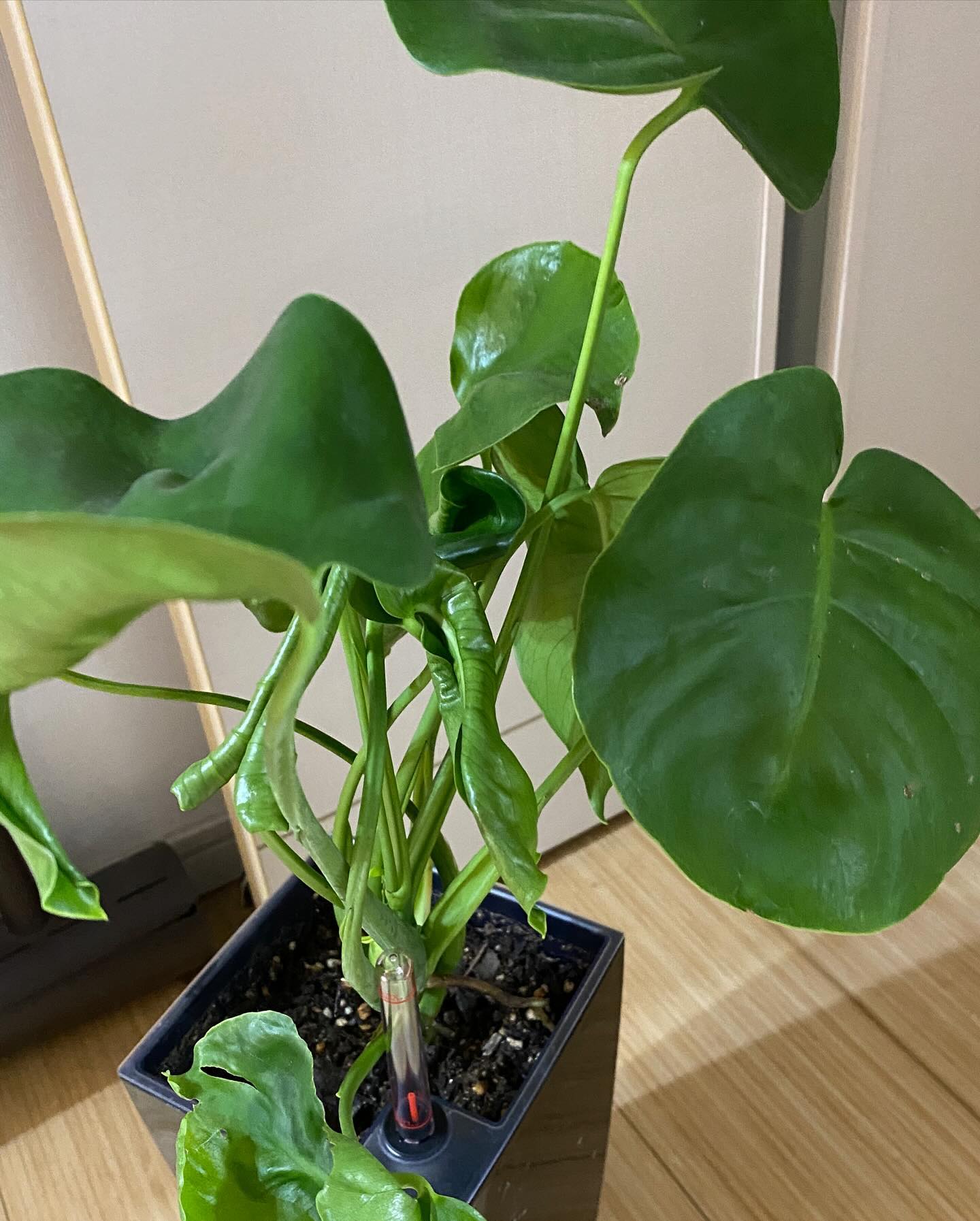 複数の成長点を持つモンステラ・ゾンビ