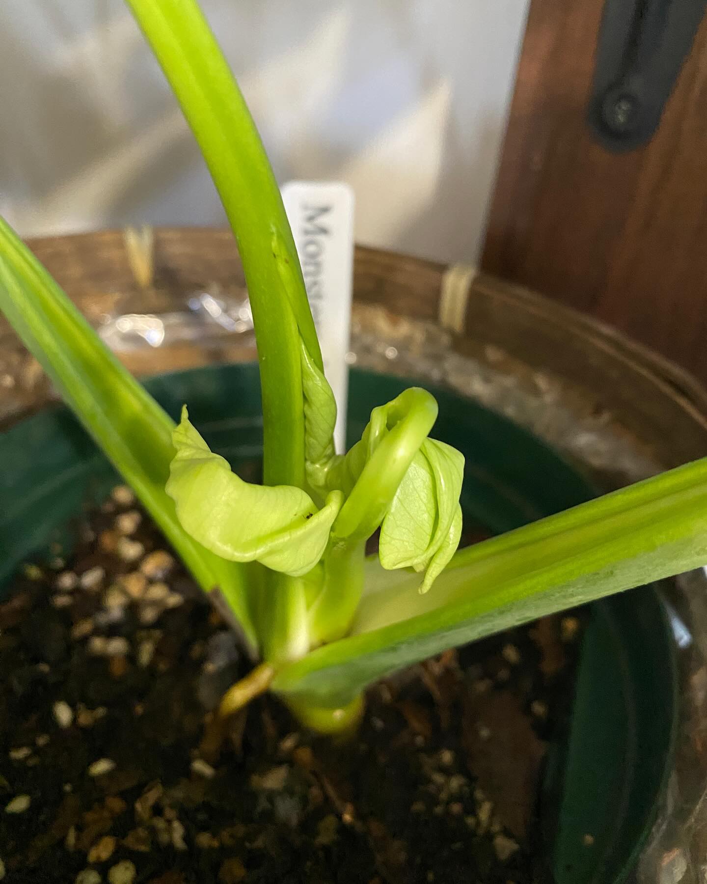一度に複数の新芽が動いたモンステラ・ゾンビ