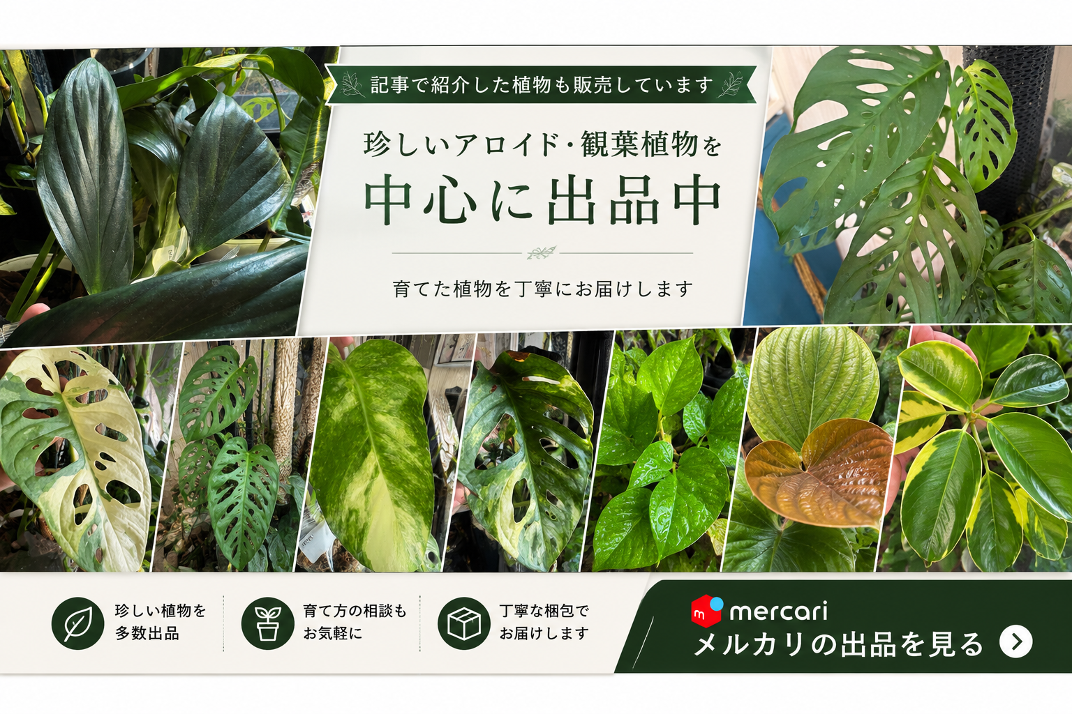 珍しいアロイド・観葉植物をメルカリで販売中