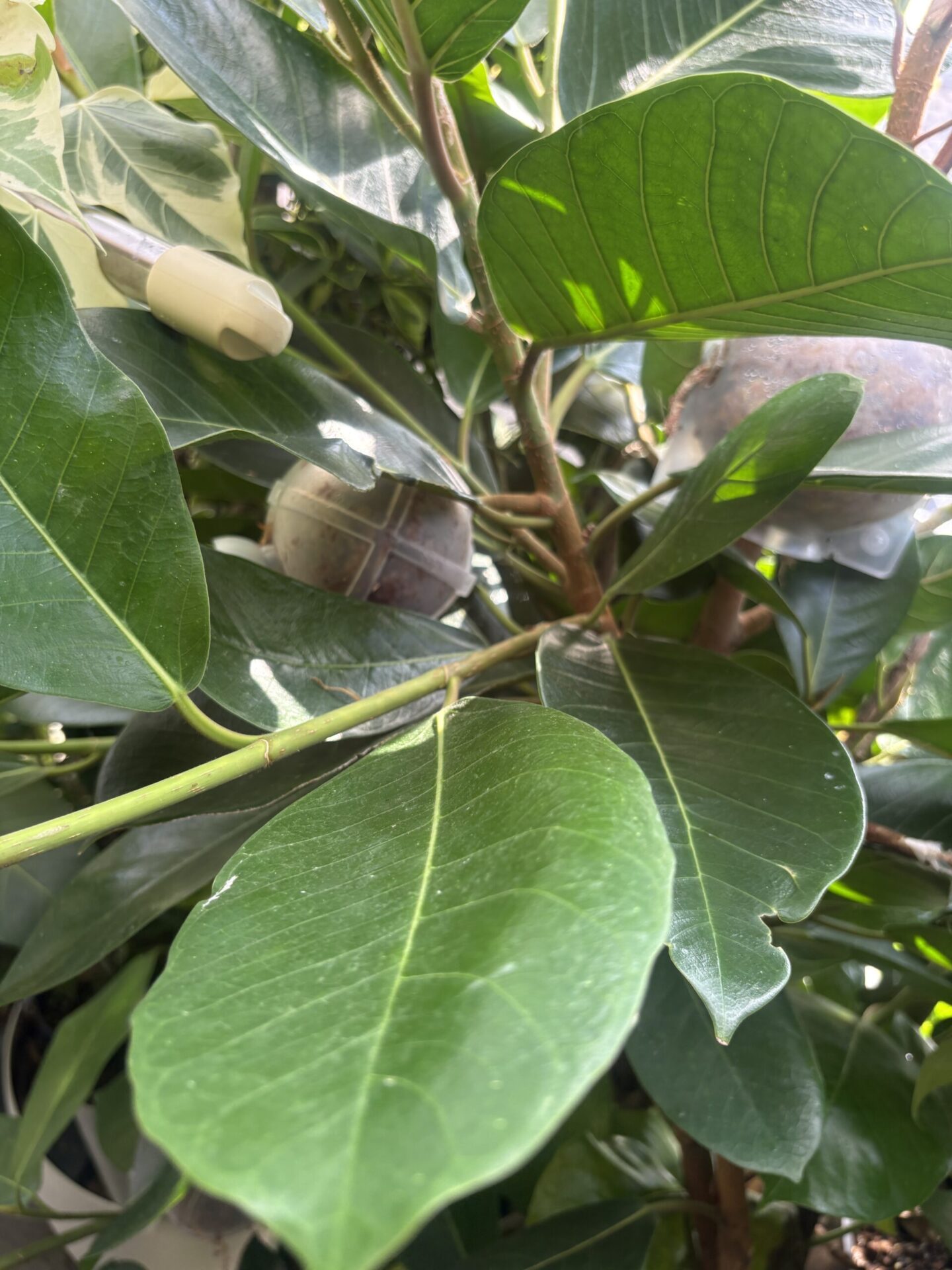 ジャワゴム 茶色い毛 茎