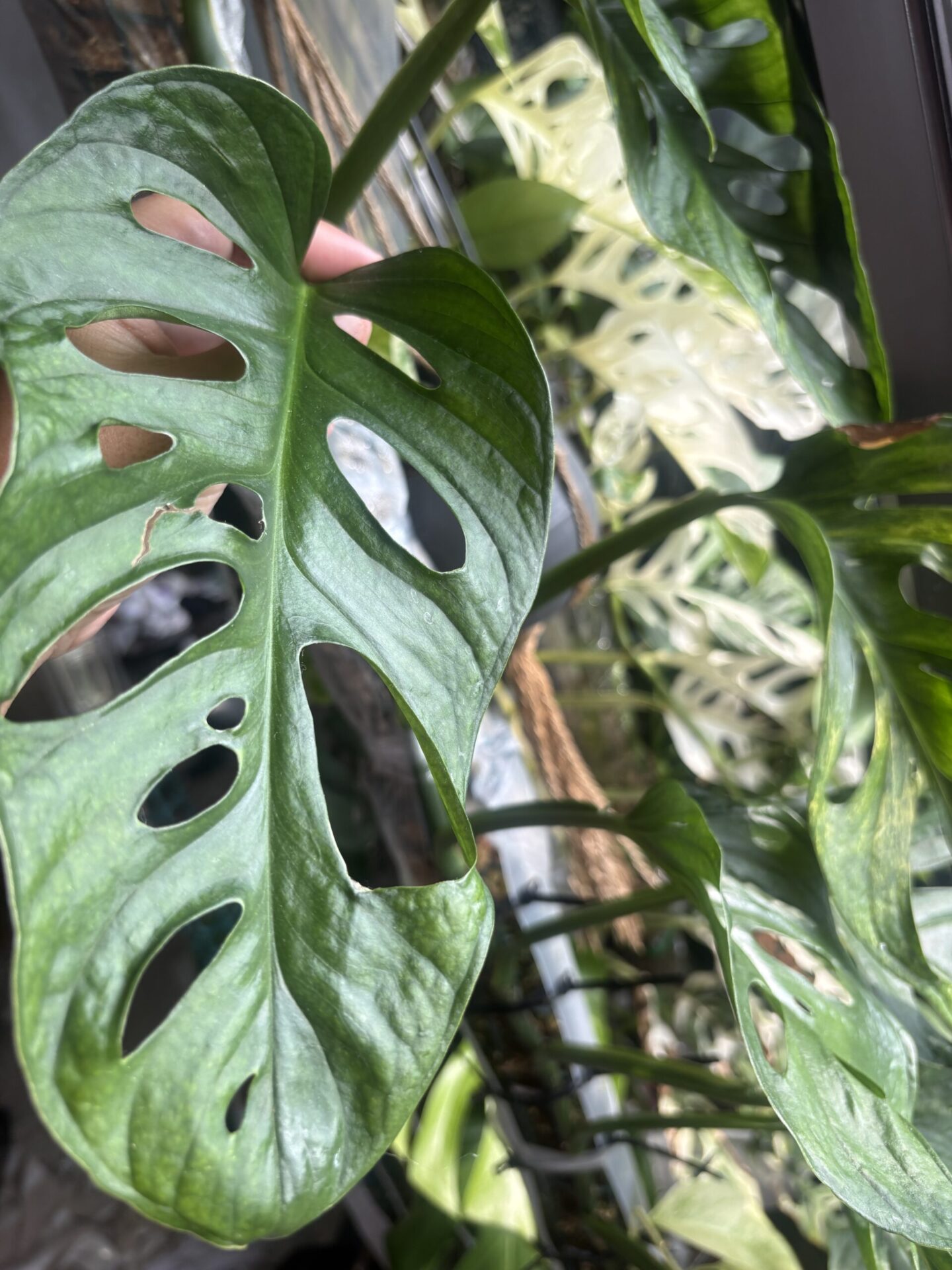 実際に栽培しているマドカズラの葉と窓