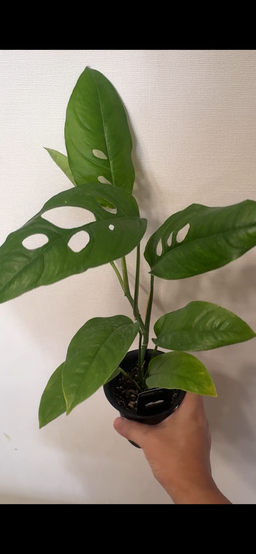 モンステラ オブリクア タポの実株