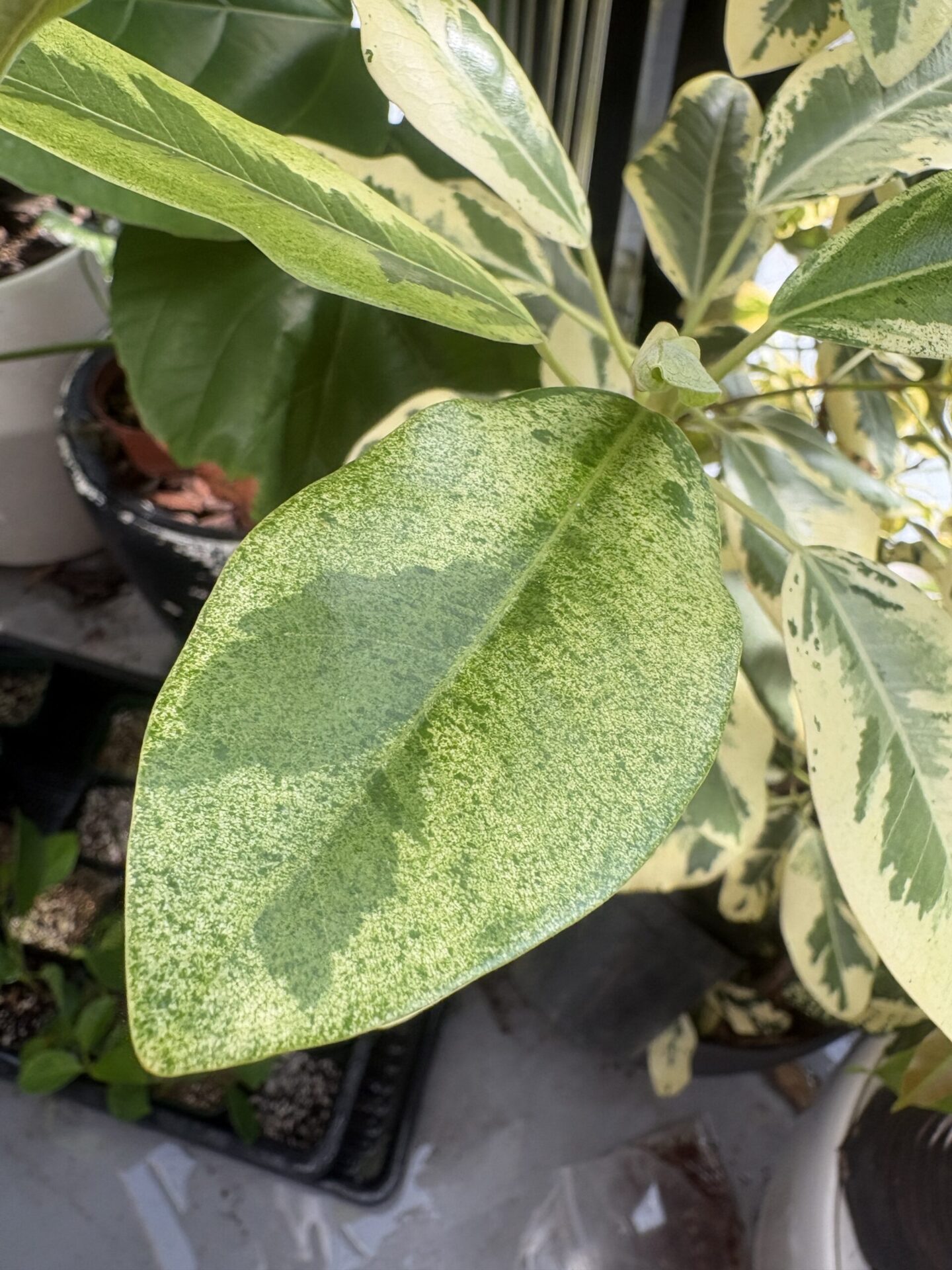 フランスゴムの木 斑入り フィカス ルビギノーサ