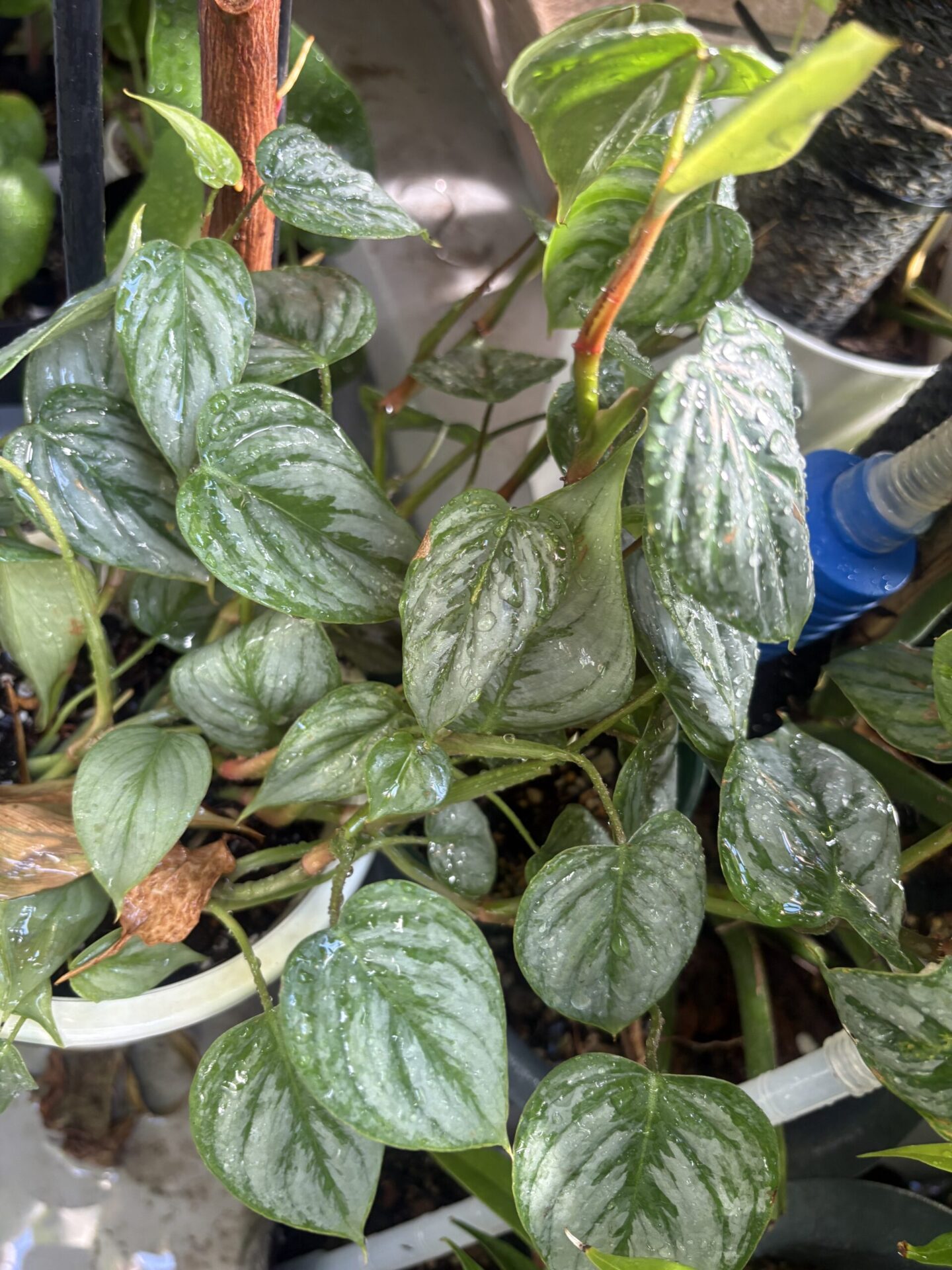 Philodendron sodiroi フィロデンドロン・ソディロイ フィロデンドロン ソディロイ 銀葉 シルバーアロイド