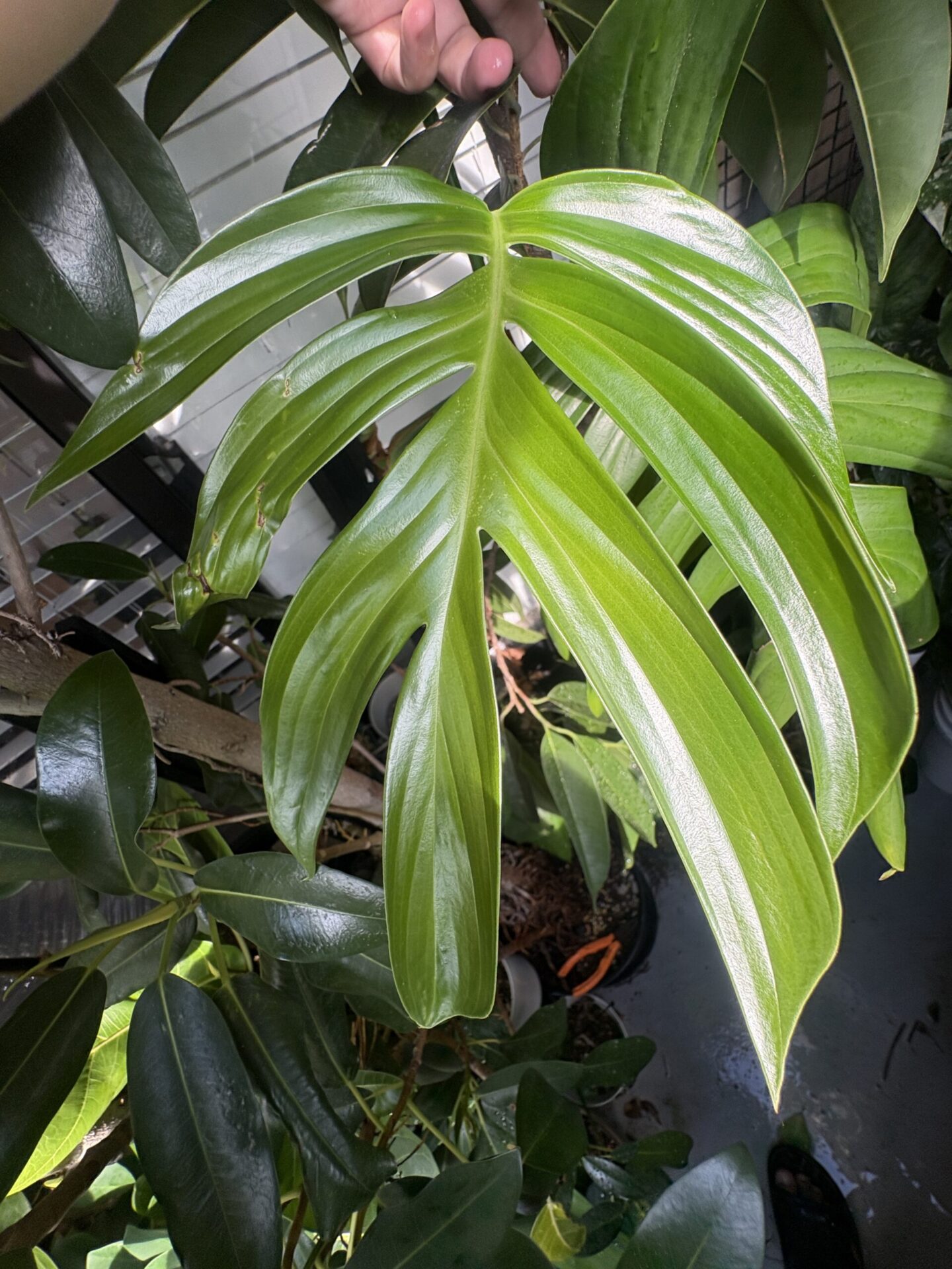 Rhaphidophora decursiva ラフィドフォラ・デクルシバ ラフィドフォラ デクルシバ ハブカズラの実株