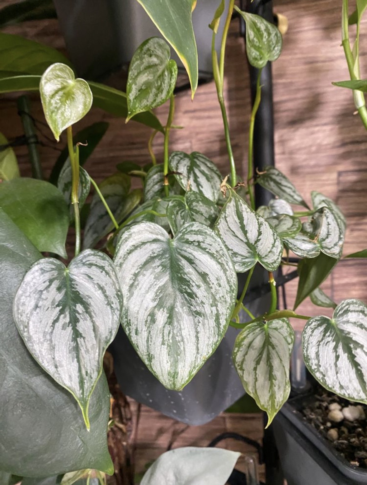 Philodendron brandtianum フィロデンドロン・ブランディアナム フィロデンドロン ブランディアナム 銀葉 ソディロイとの違い