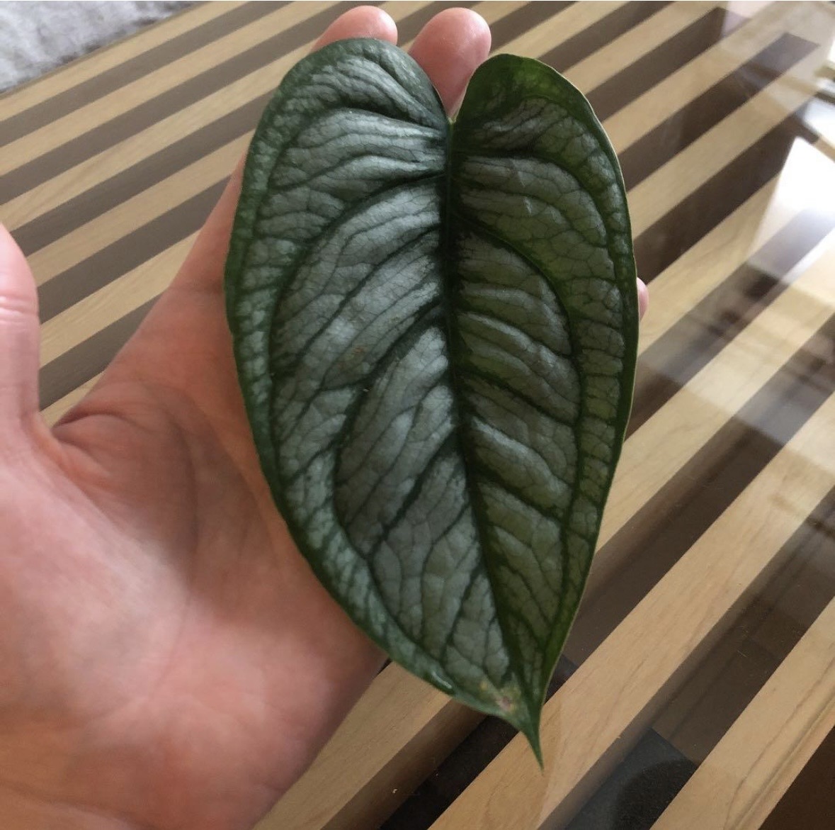 Monstera siltepecana モンステラ・シルテペカナ モンステラ シルテペカナ 銀葉 ソディロイとの比較