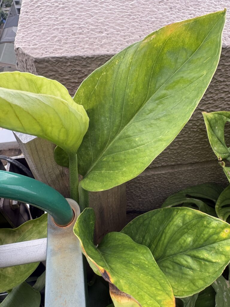 モンステラ ジェイドウィングの代表写真