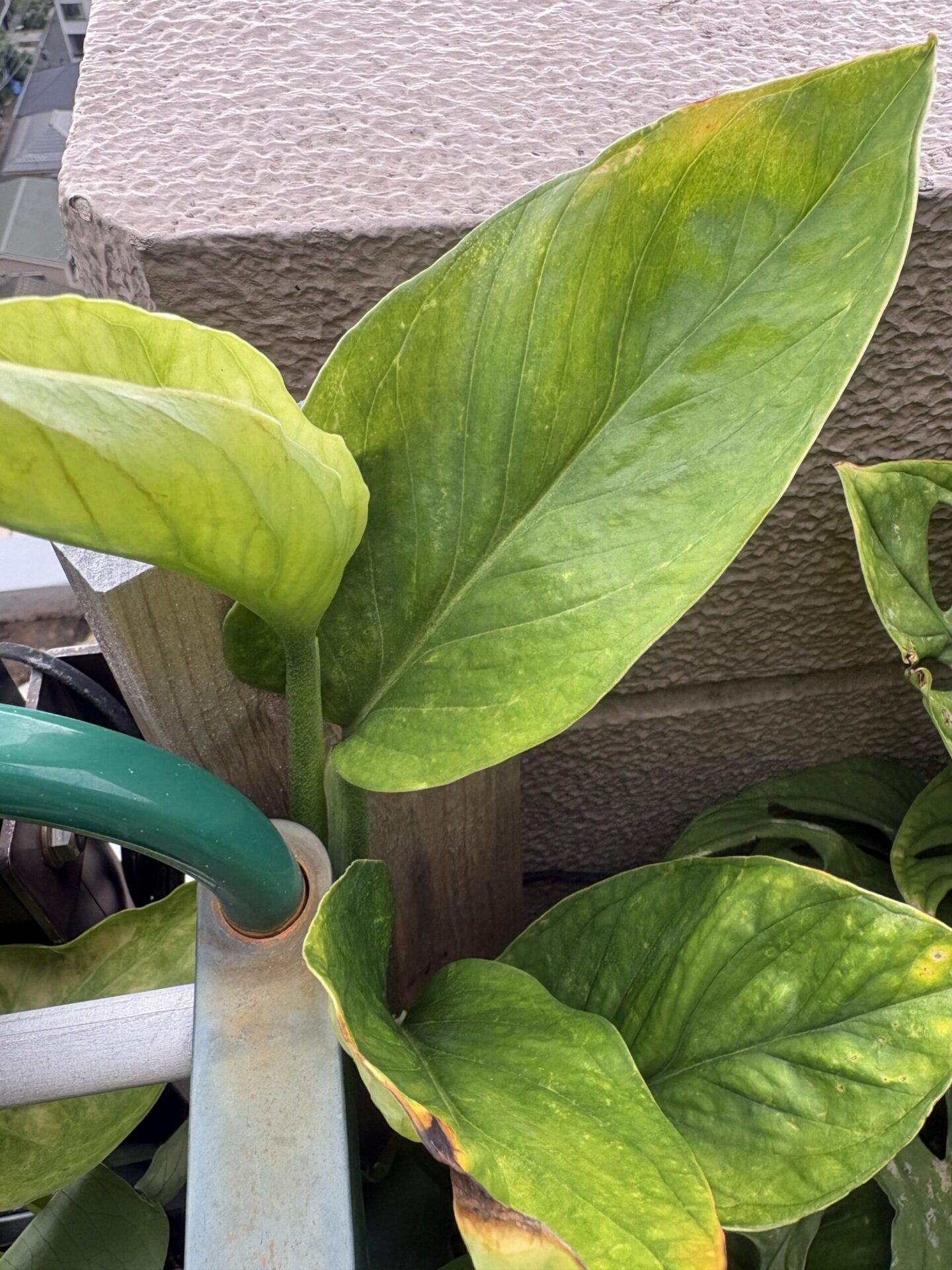 大株に成長してランナー状の茎を伸ばしたモンステラ・ジェイドウィング