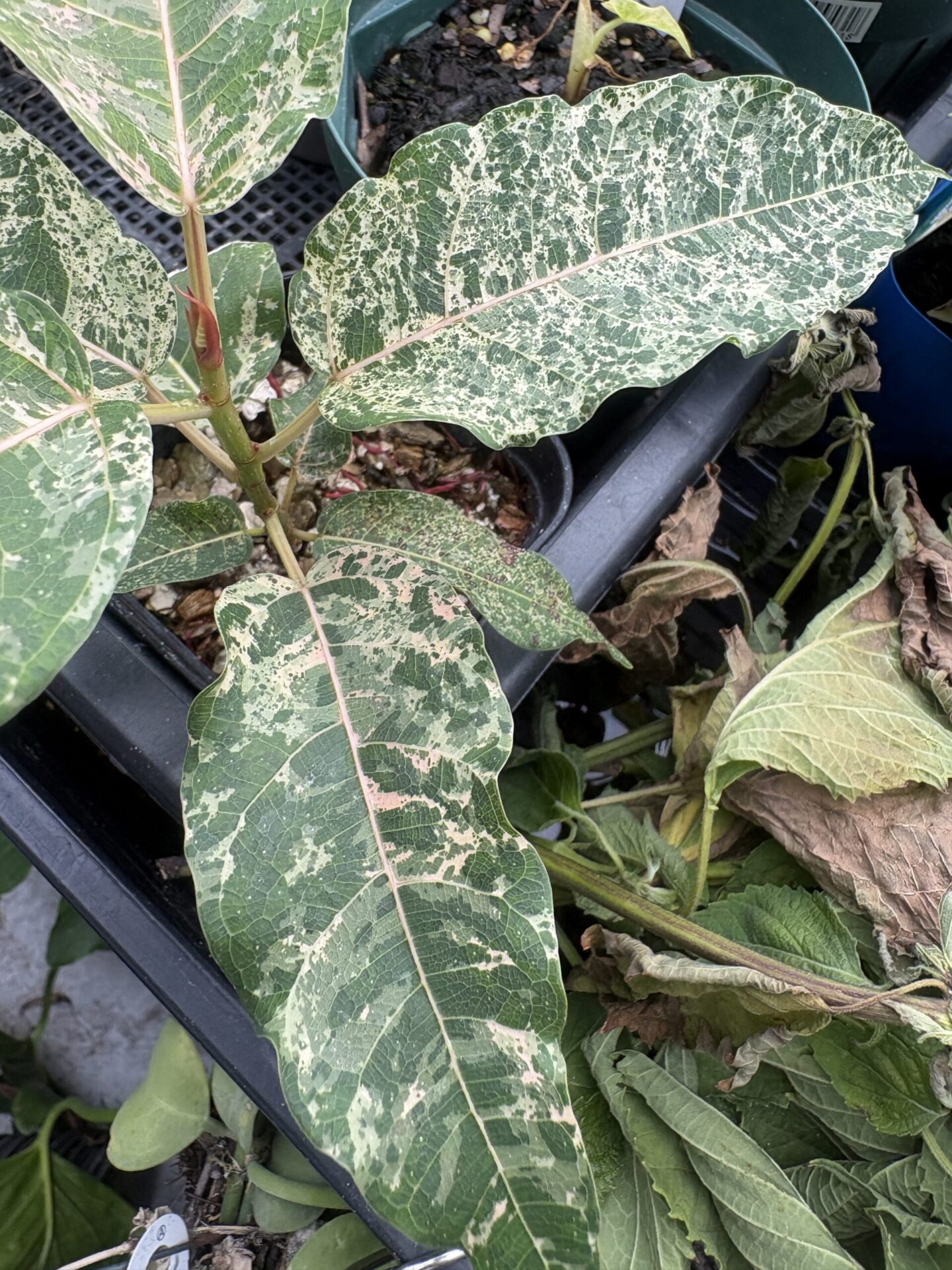 植物に現れる赤い色素 強い光を受けて赤い色素が現れた植物