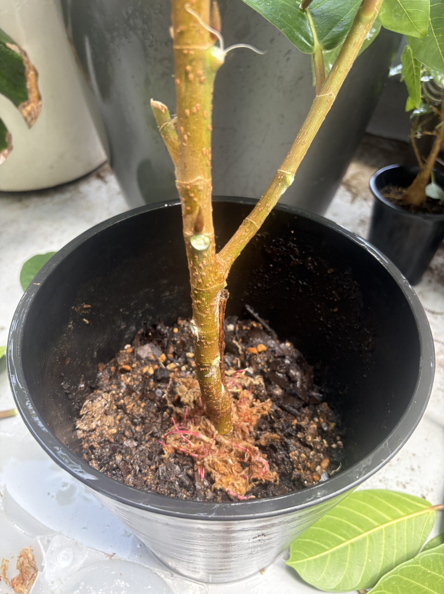 鉢上げしたジャワゴムの株元と水苔に伸びた根