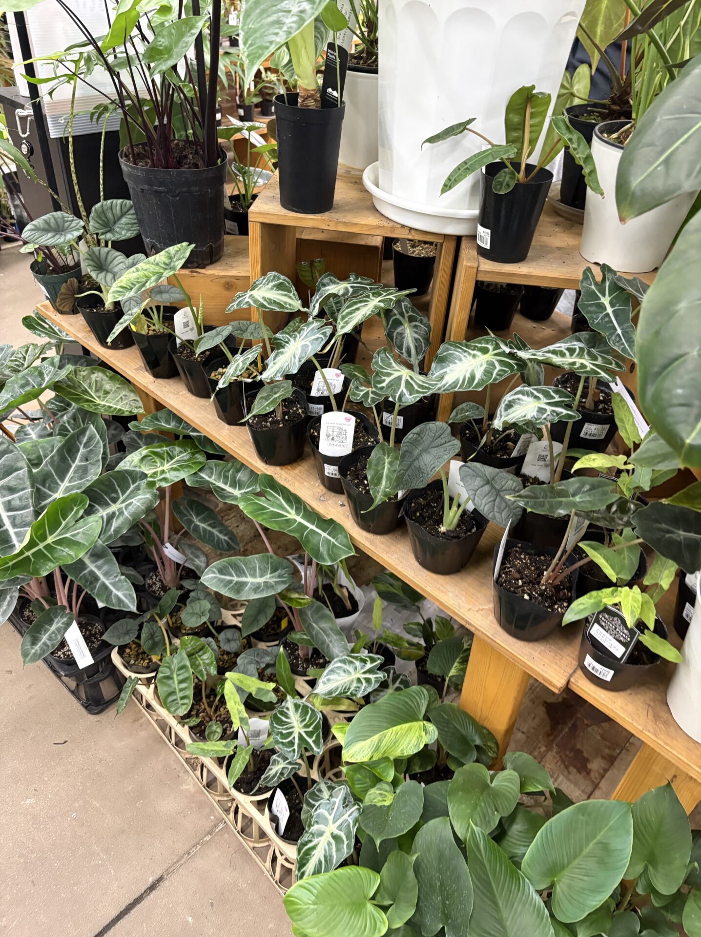 ビバホーム豊洲店で販売されている珍しい観葉植物とアロイド