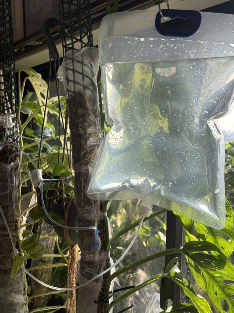 モスポールの水やりを点滴式にしてみた|水苔をゆっくり湿らせる方法