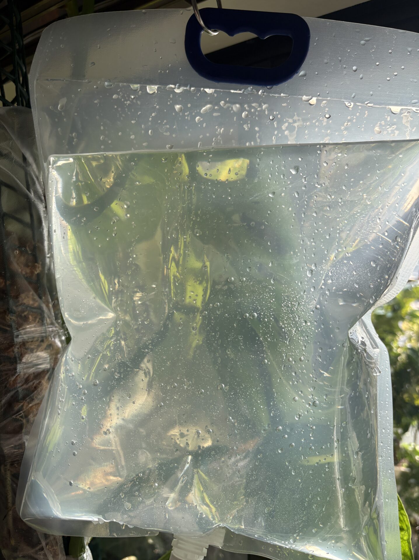 水苔を入れたモスポールとアロイドの気根