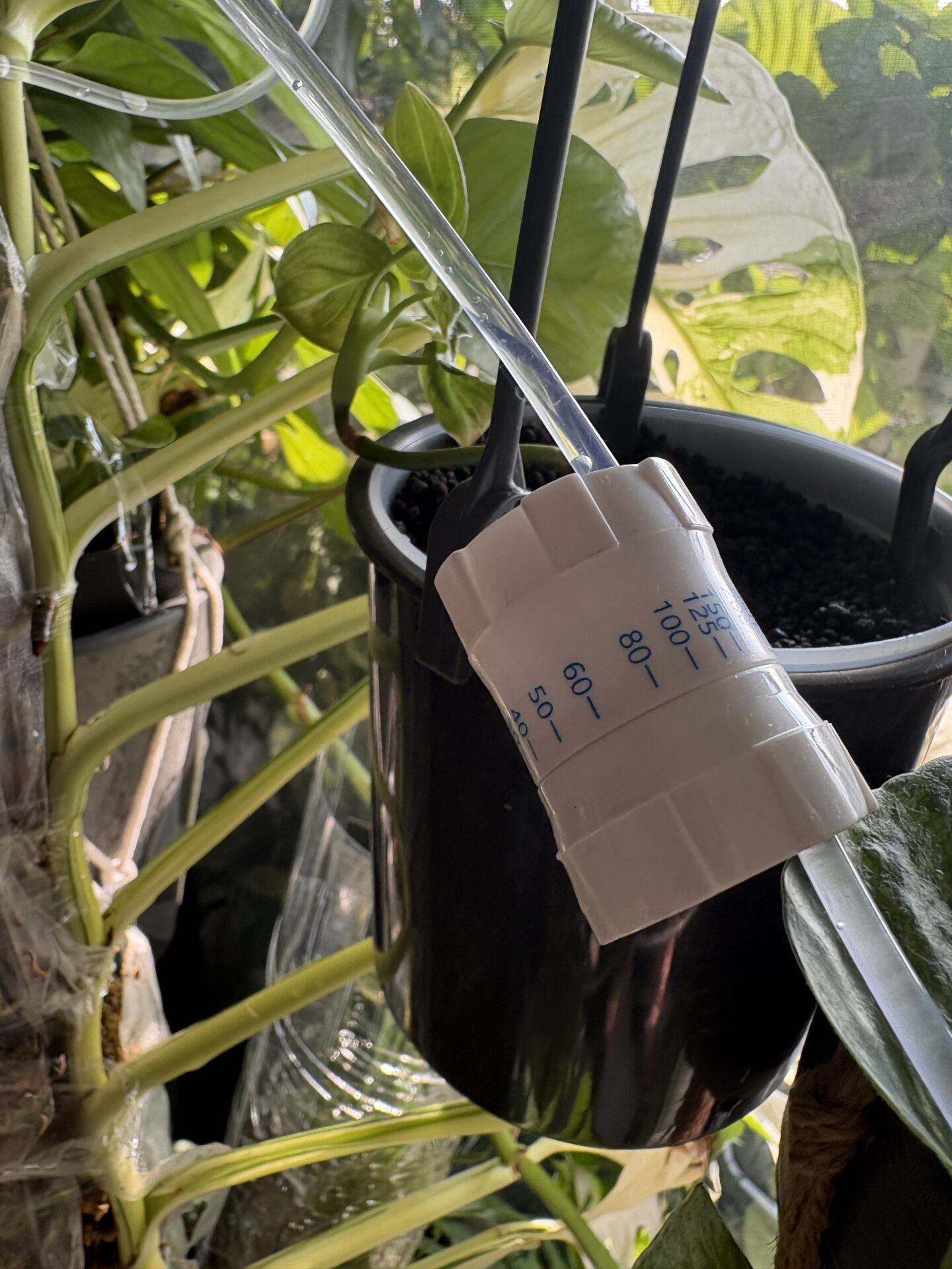 点滴給水でモスポールの水苔を湿らせている様子