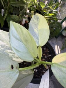 フィロデンドロン・シルバーメタル斑入り｜ハスタタム（Philodendron hastatum）の特徴と斑の入り方
