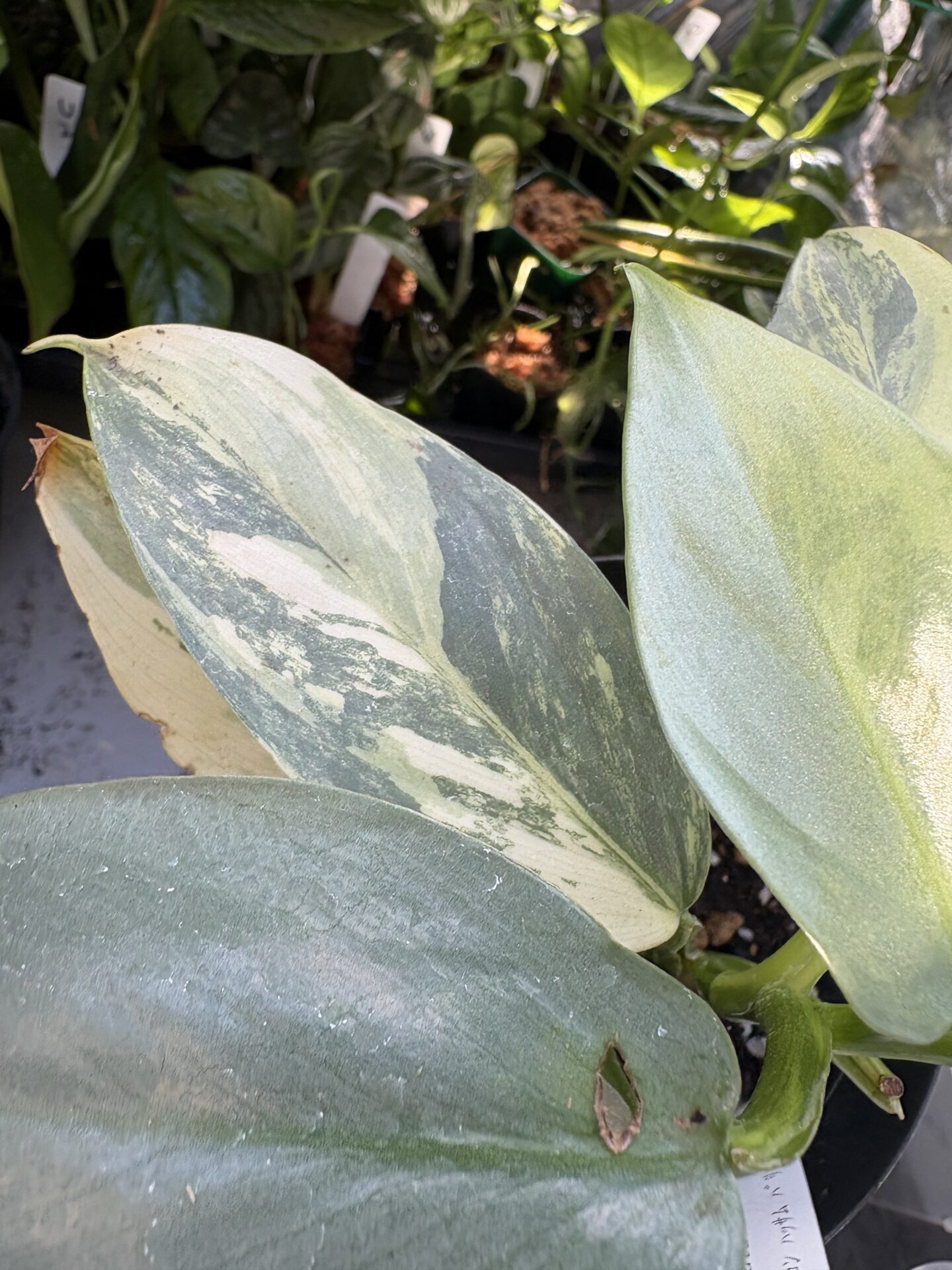 Philodendron hastatum variegata シルバーメタル斑入りの葉