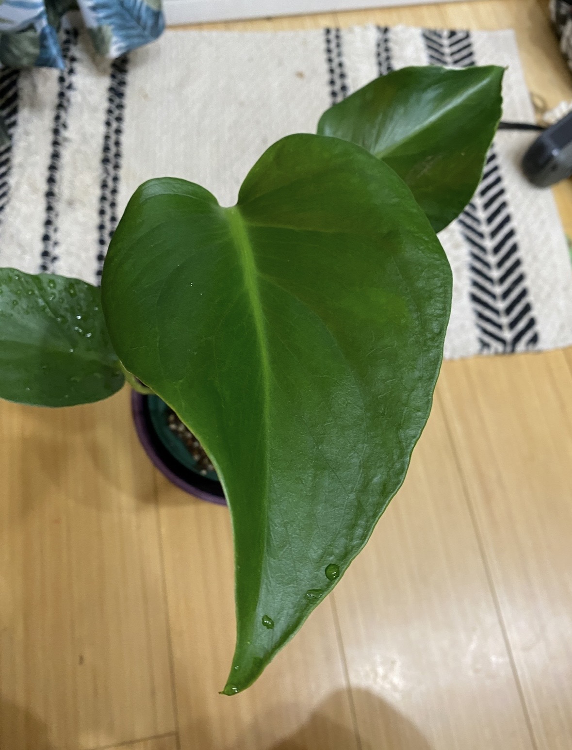 細長く硬質な葉を持つモンステラ・デリシオーサ