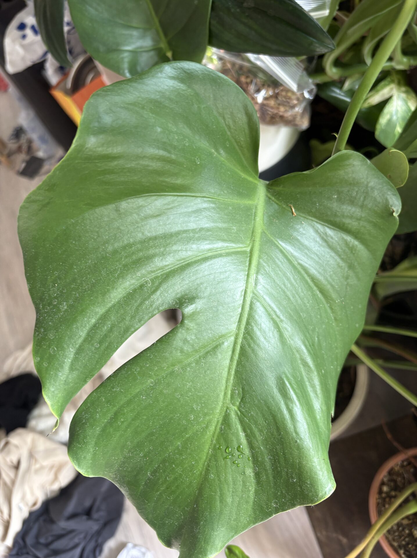 通常より葉色が薄いモンステラ・デリシオーサの葉