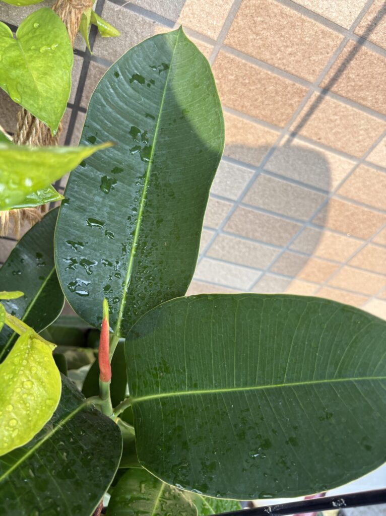 フィカス クライギーの代表写真