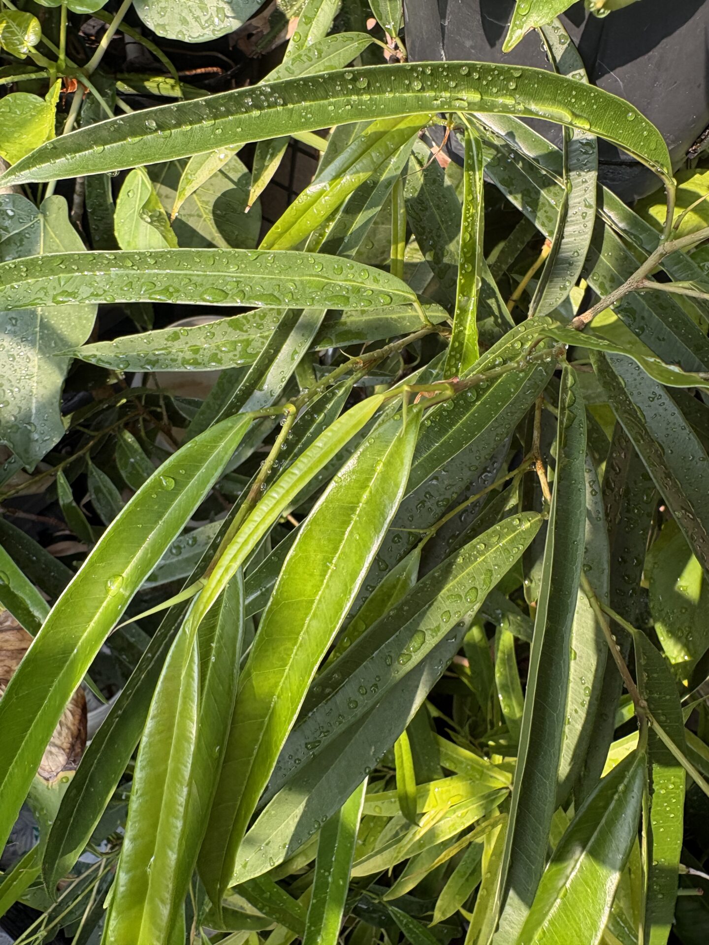 ショウナンゴムの木の緑葉タイプを自宅で栽培している様子