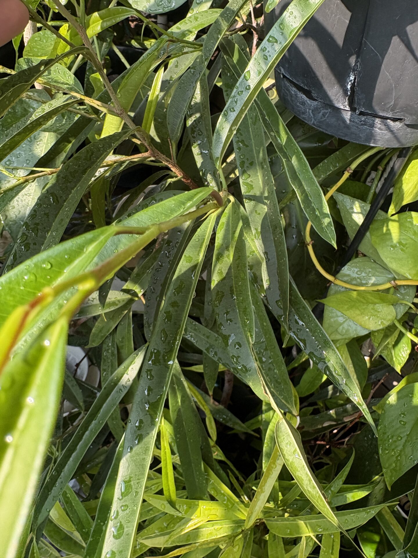緑葉のショウナンゴムの木の葉と樹形