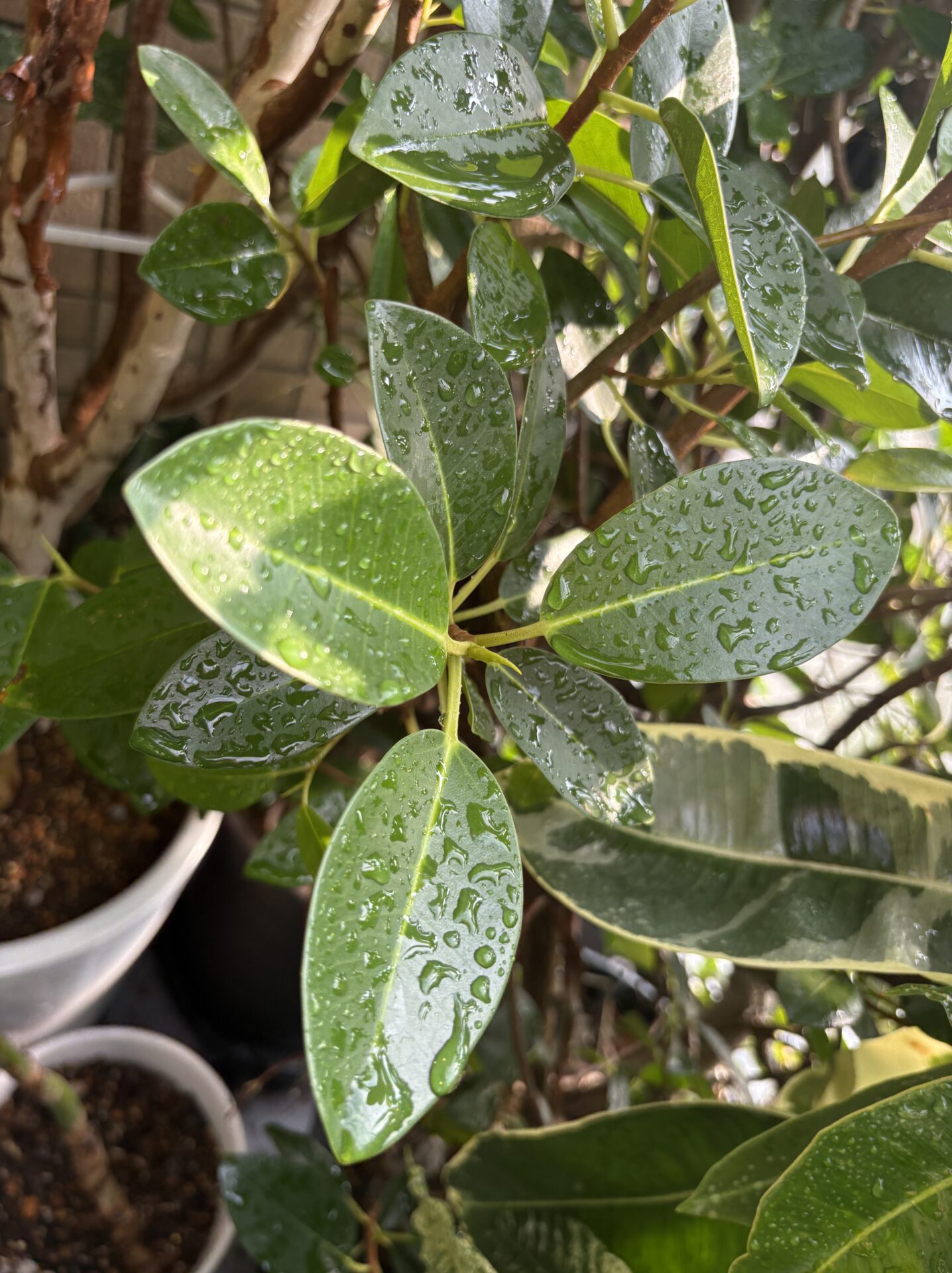 フランスゴムの木の葉と枝の特徴