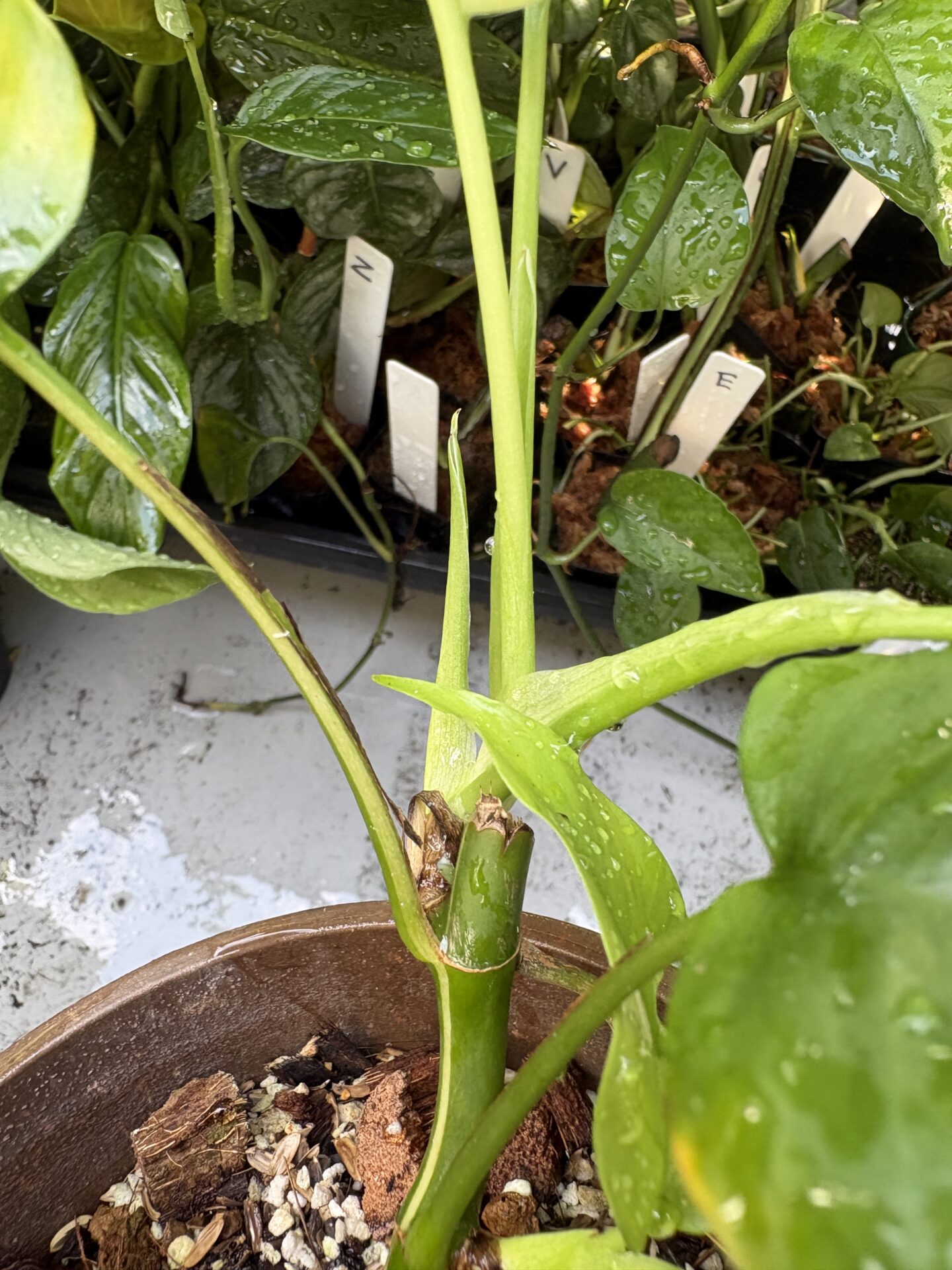 切り戻し後のヒメモンステラ斑入りの新芽
