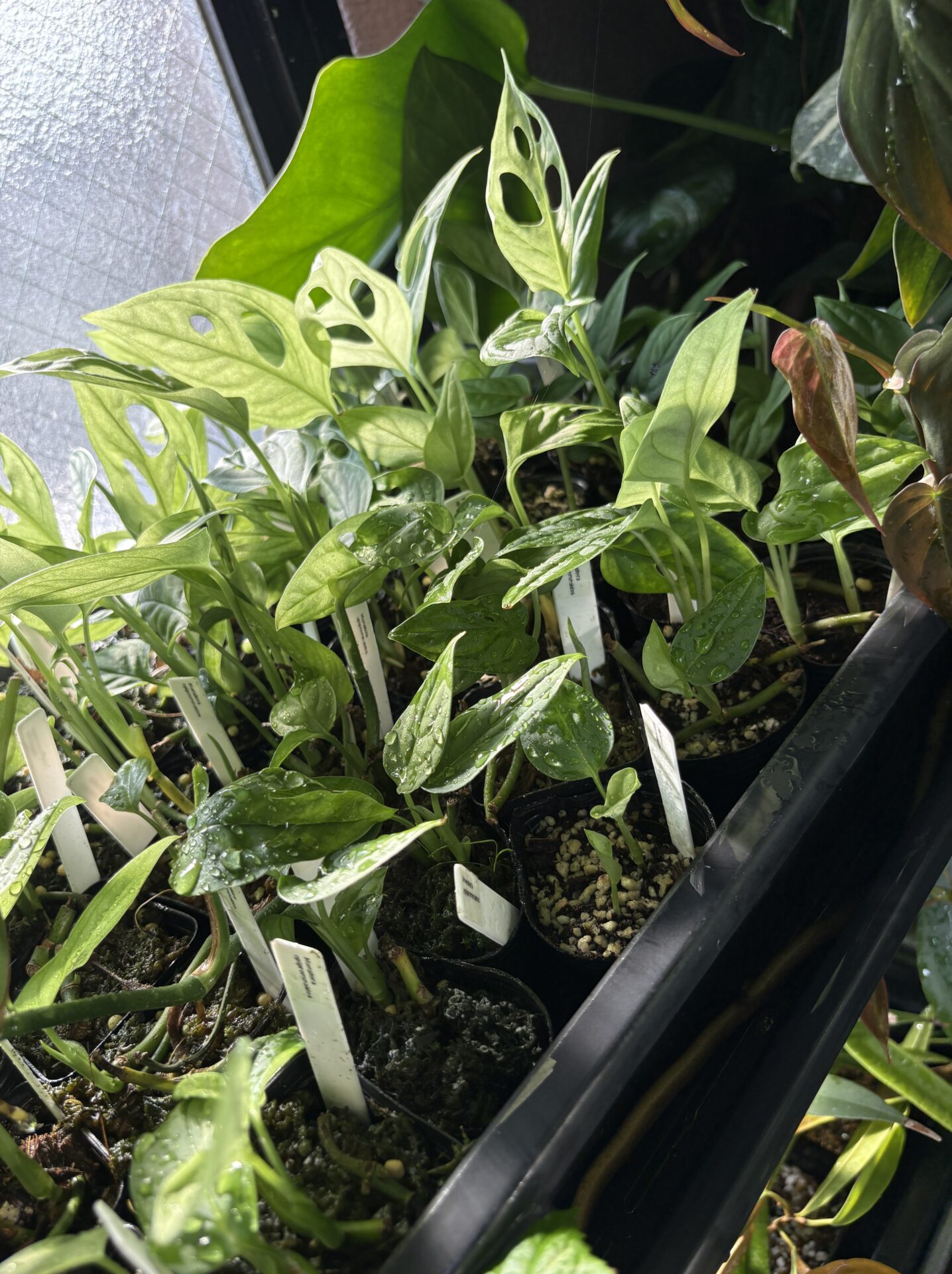 エピプレムノイデスの伸びすぎた茎を剪定して増殖する様子