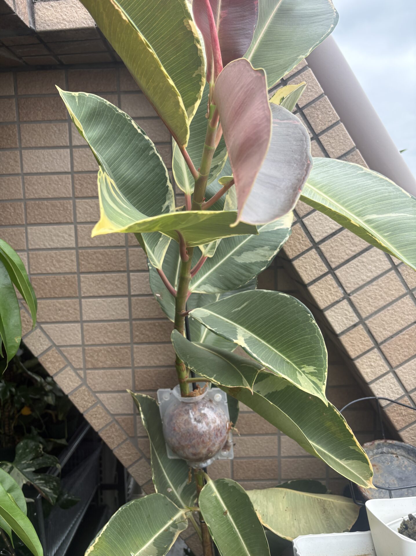取り木したアサヒゴム 取り木ボールを幹に取り付けたアサヒゴムの株姿