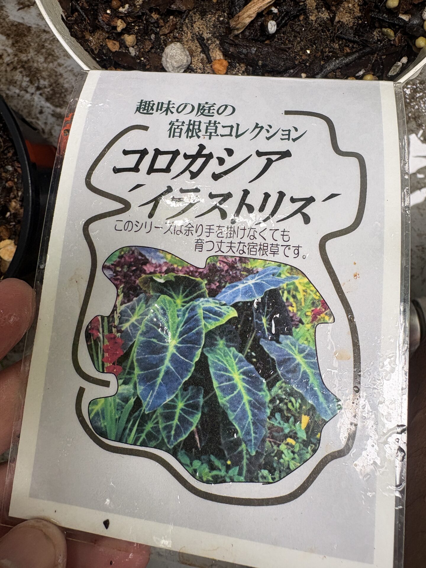 復活を目指して育てるコロカシア イラストリス