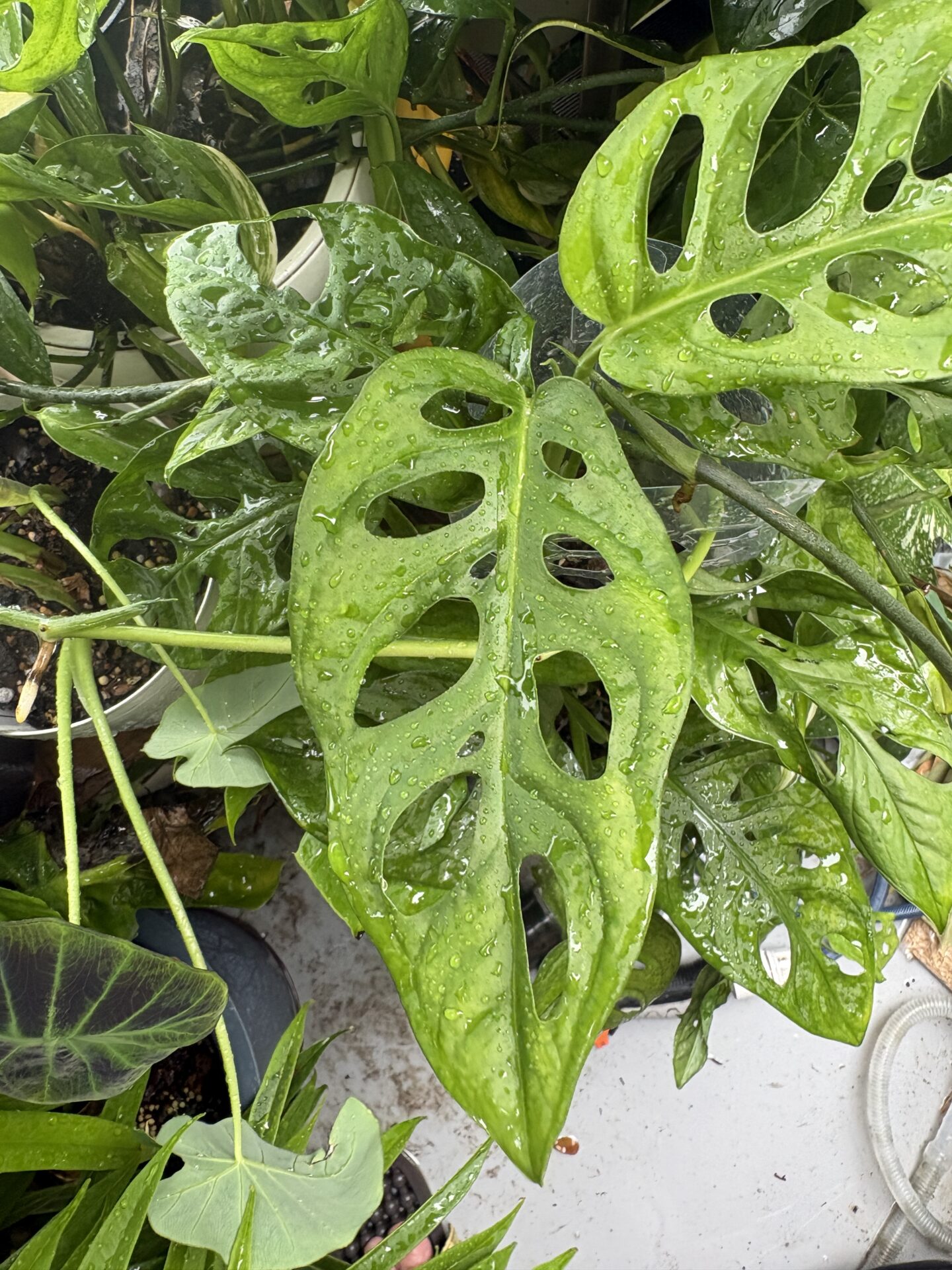 マドカズラ Monstera adansoniiの葉と窓