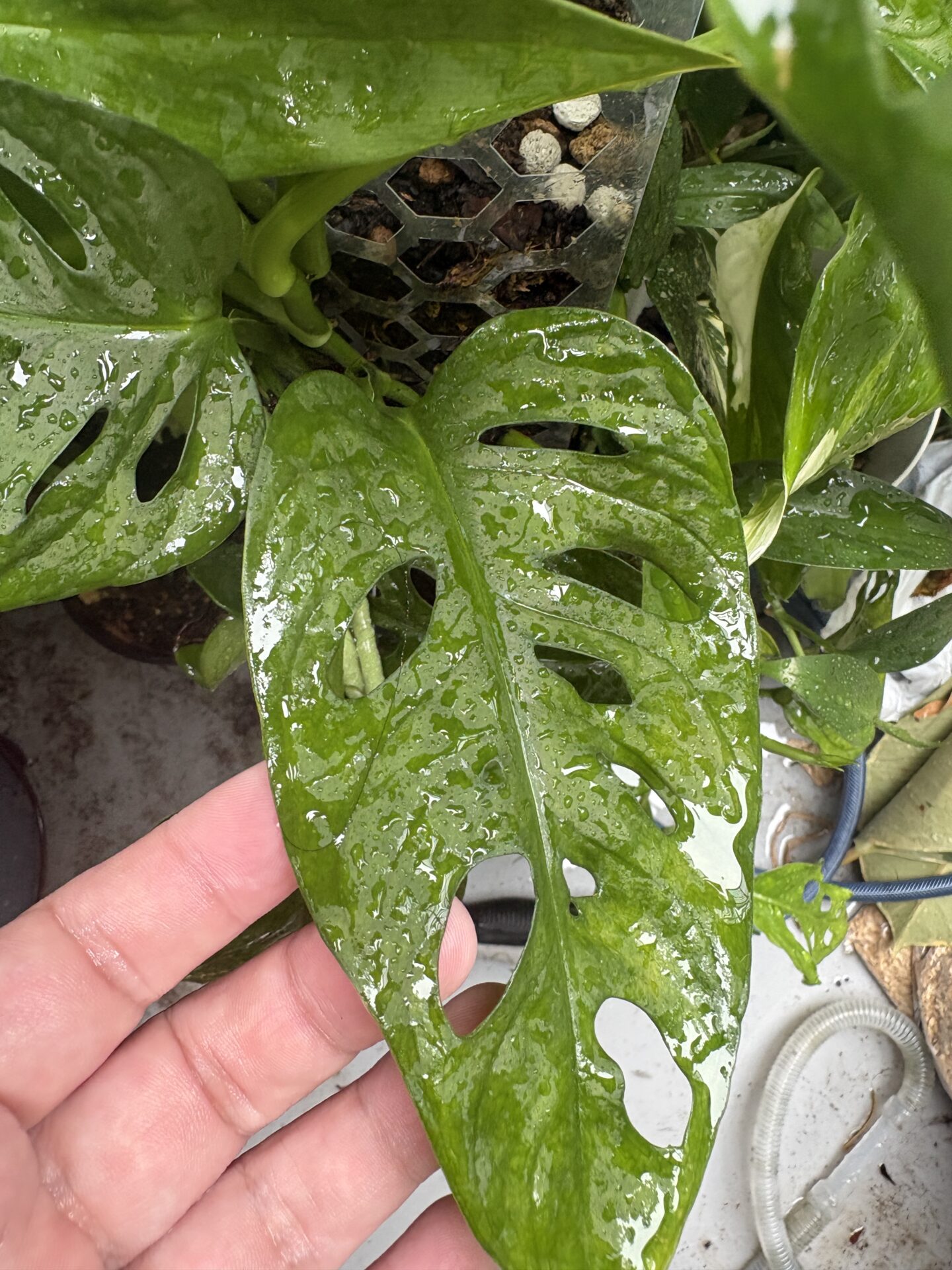 マドカズラ Monstera adansoniiの成熟していく葉