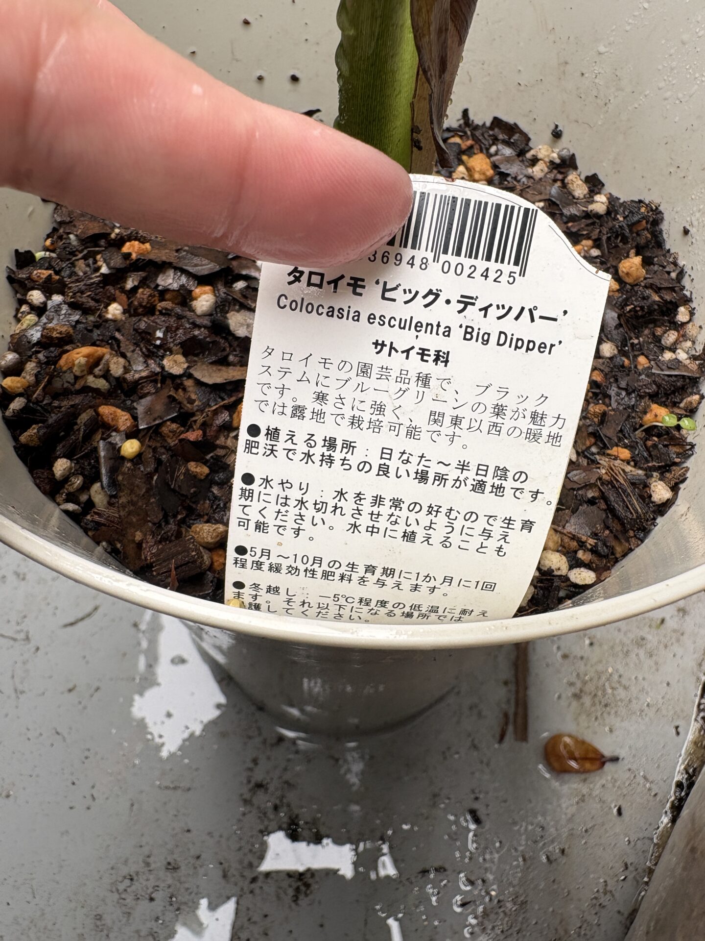 タロイモ Big Dipperの特徴的な葉