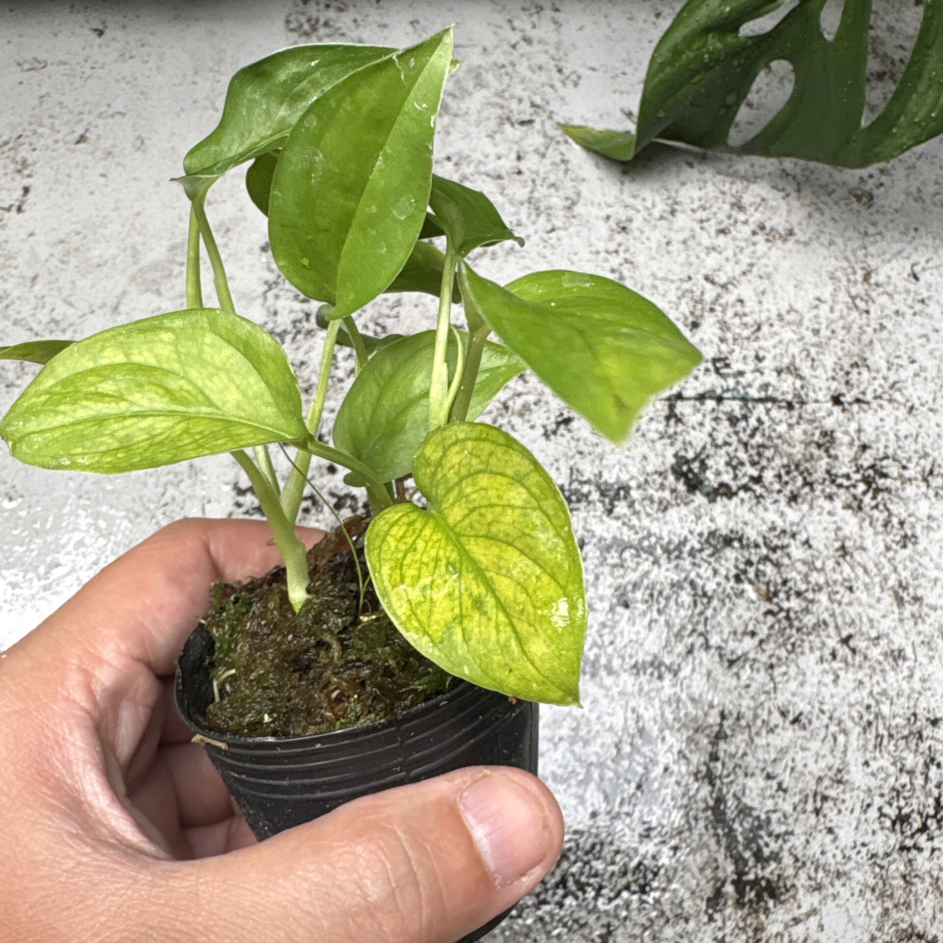 モンステラ アマゾナスの葉と成長