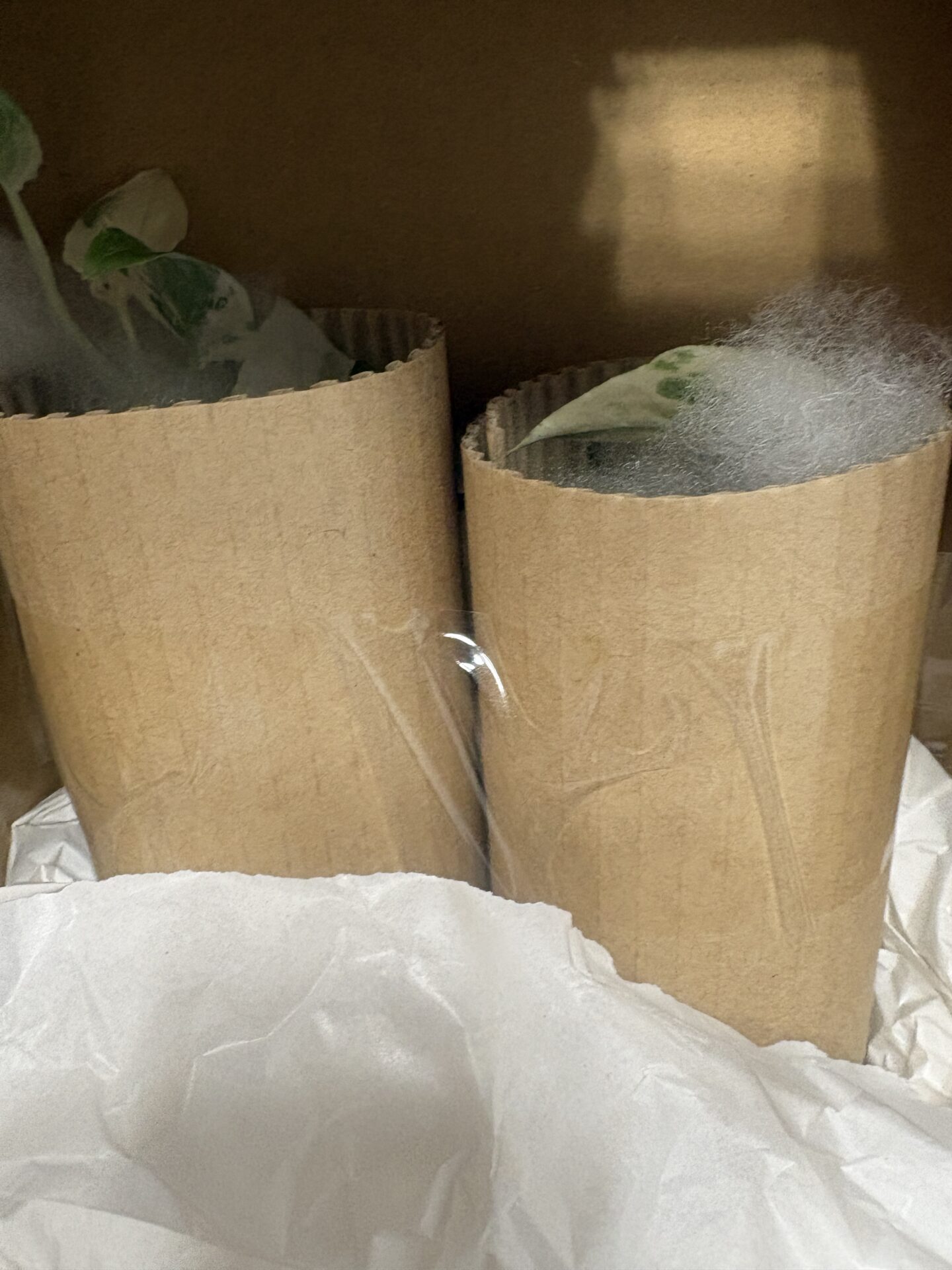 メルカリで届いた観葉植物の梱包例 綿と巻きダンボールを使用
