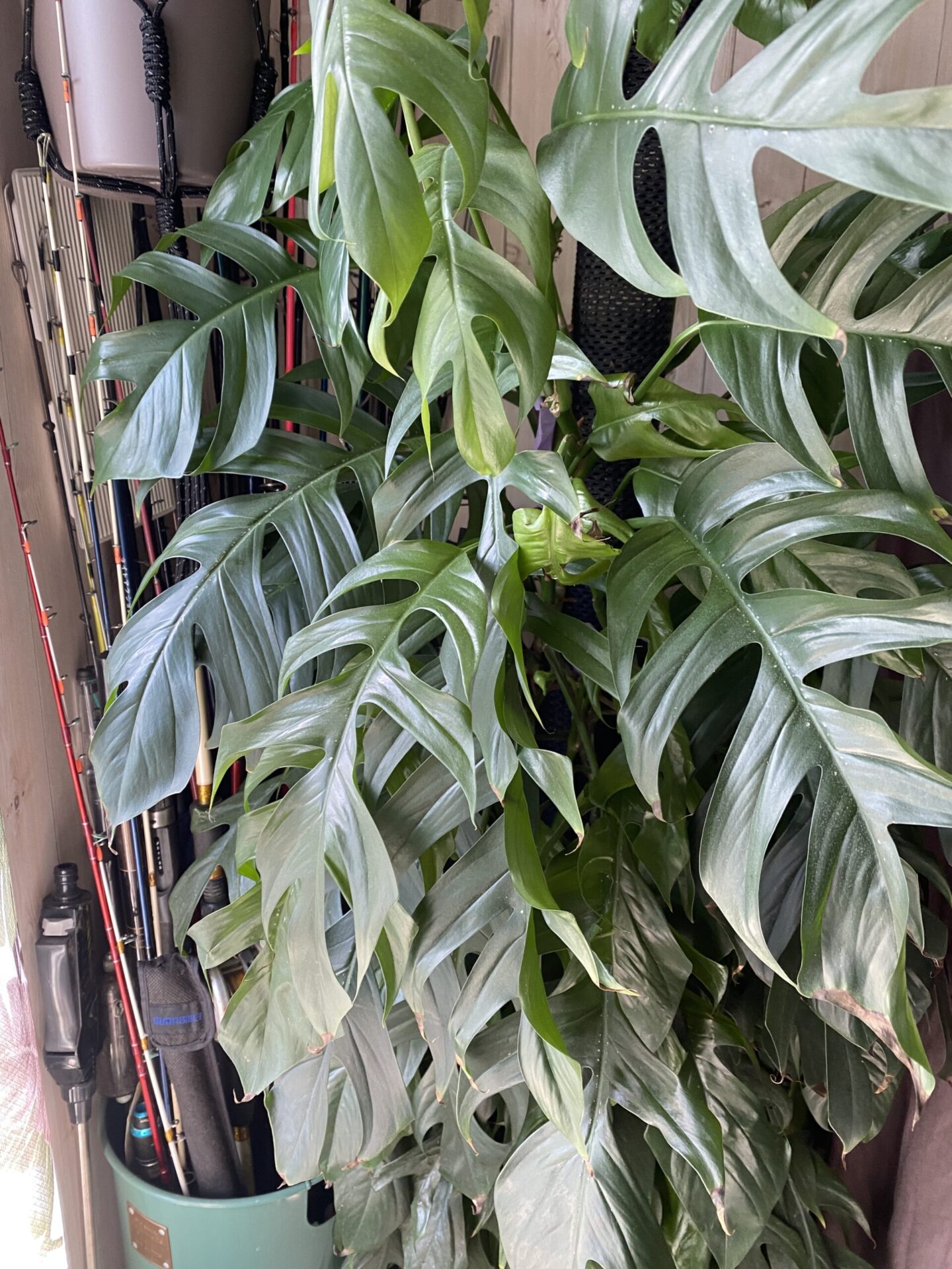 Epipremnum pinnatum エピプレムナム・ピナツム エピプレムナム ピナツム セブフォーム ハブカズラ