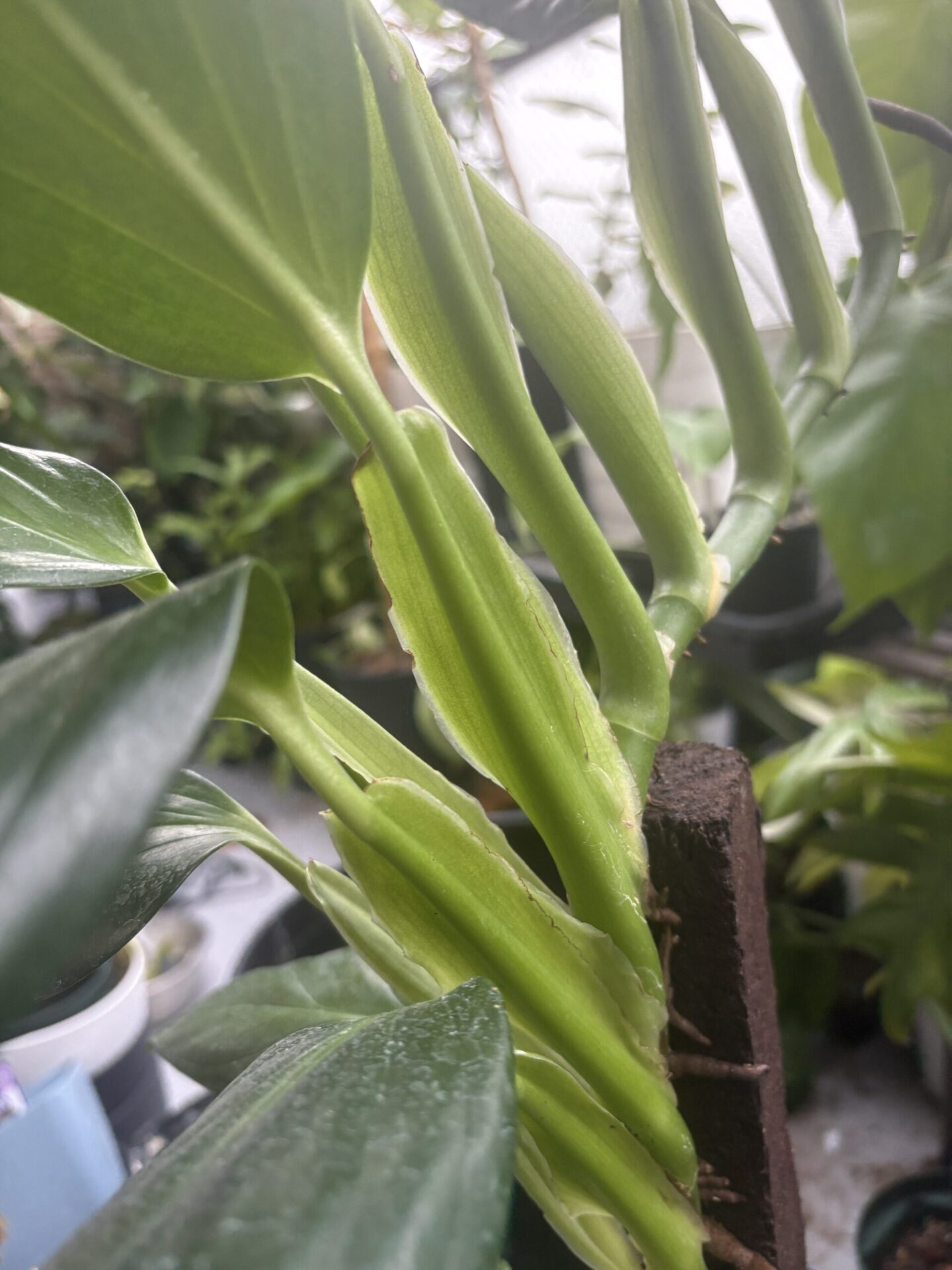 モンステラ モルテーザの茎と節間