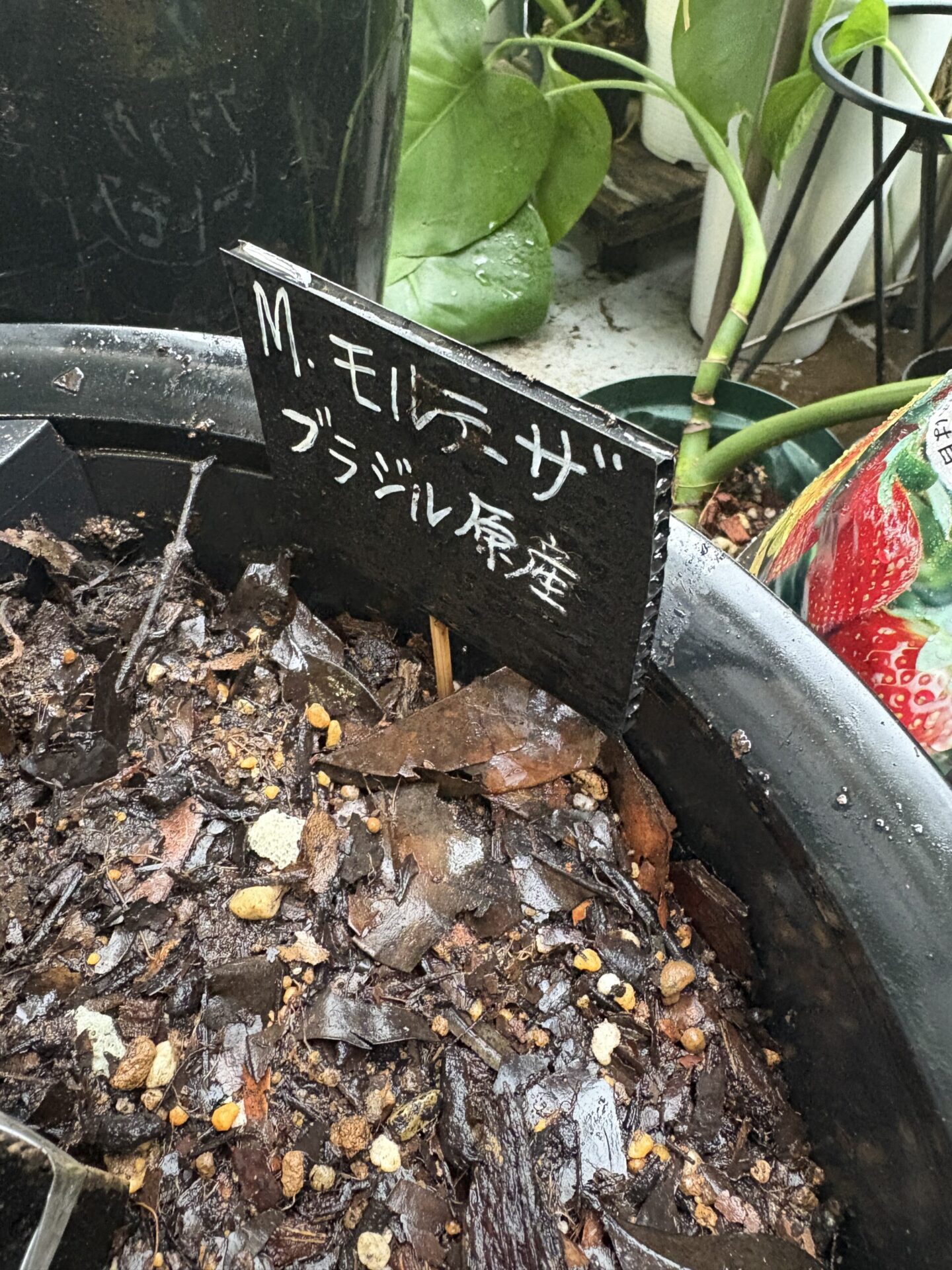 花宇宙のモンステラ モルテーザ黒タグ