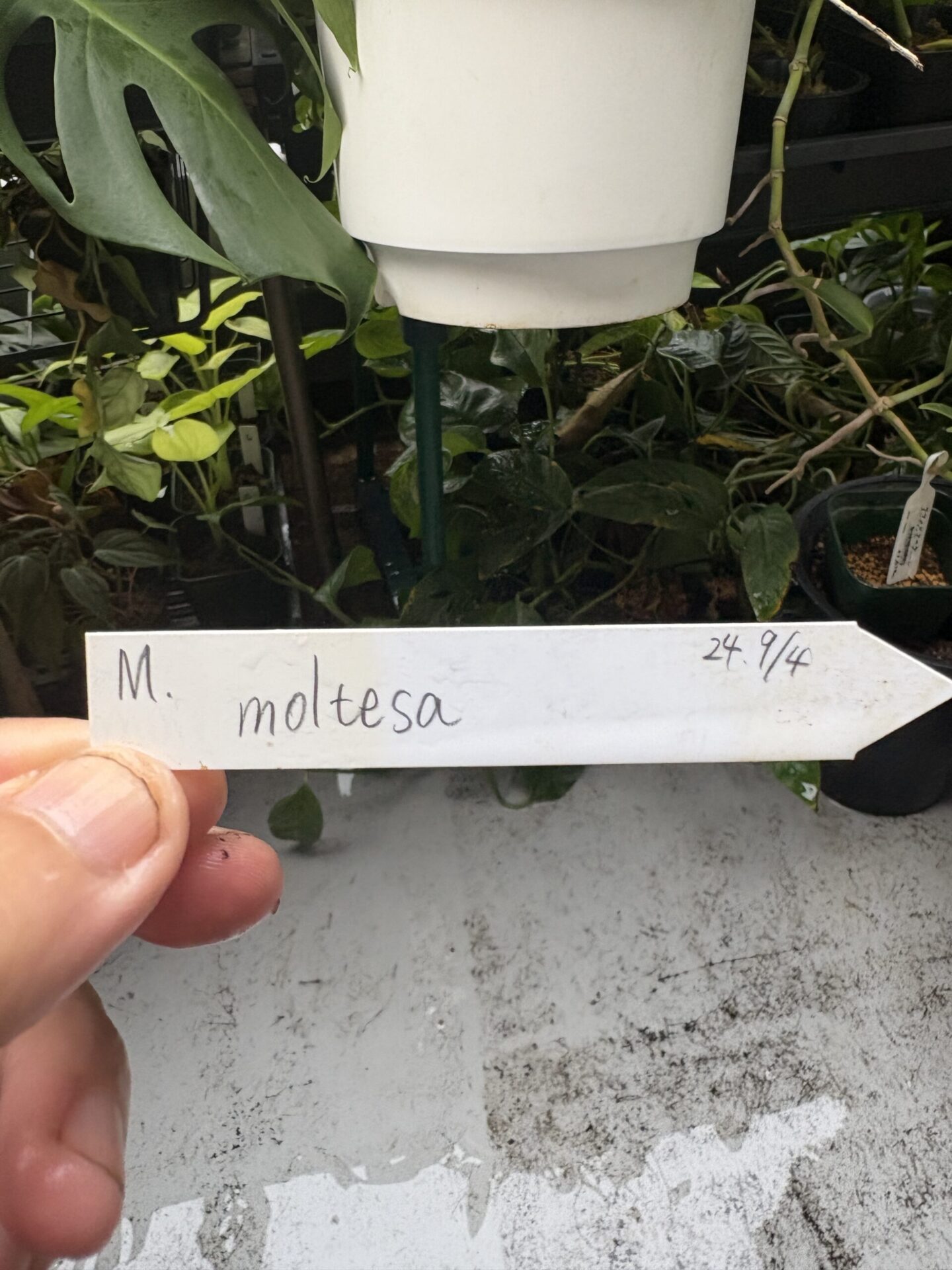 M. moltesa 2024年9月4日と記載されたモルテーザのタグ