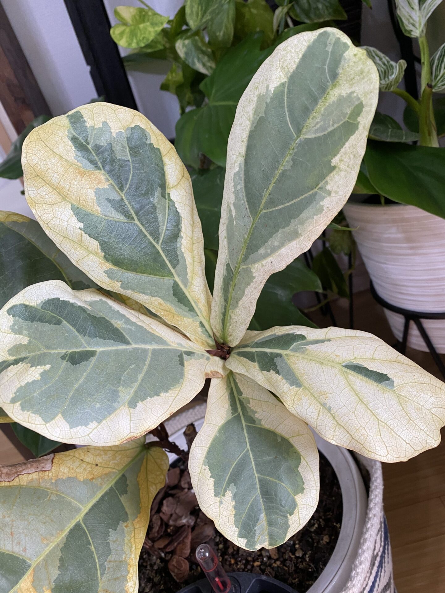 斑入りカシワバゴム Ficus lyrata Variegata 斑入りカシワバゴム フィカスリラータ斑入りの実株