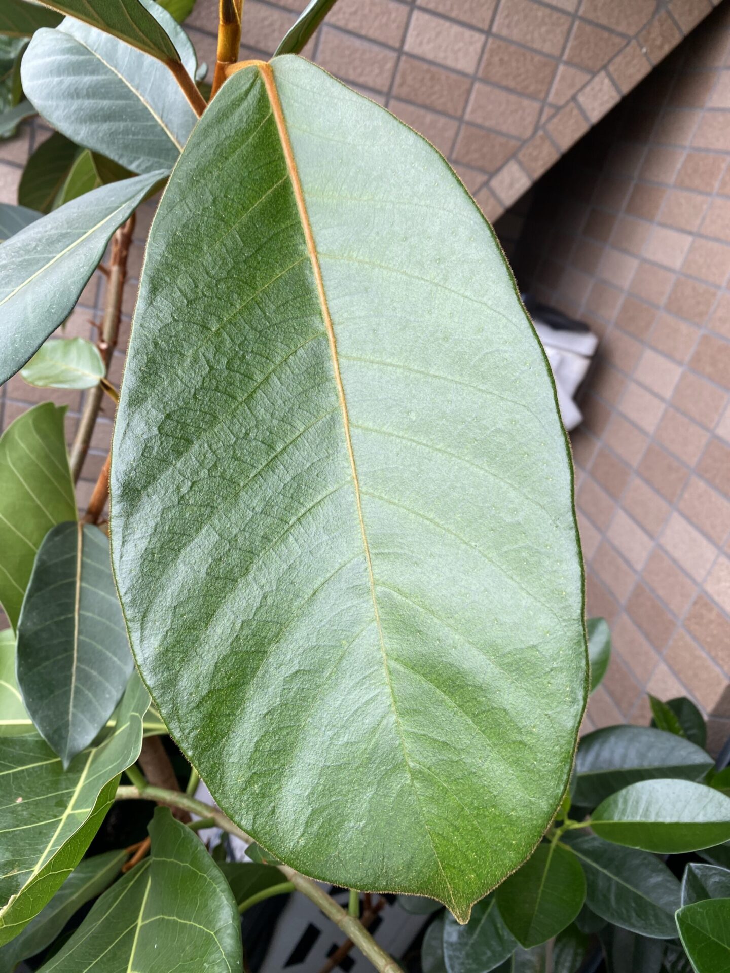 フィカス ベルベット 葉 茶色い産毛