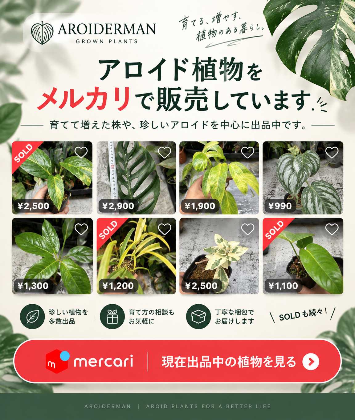 メルカリで植物を販売しています
