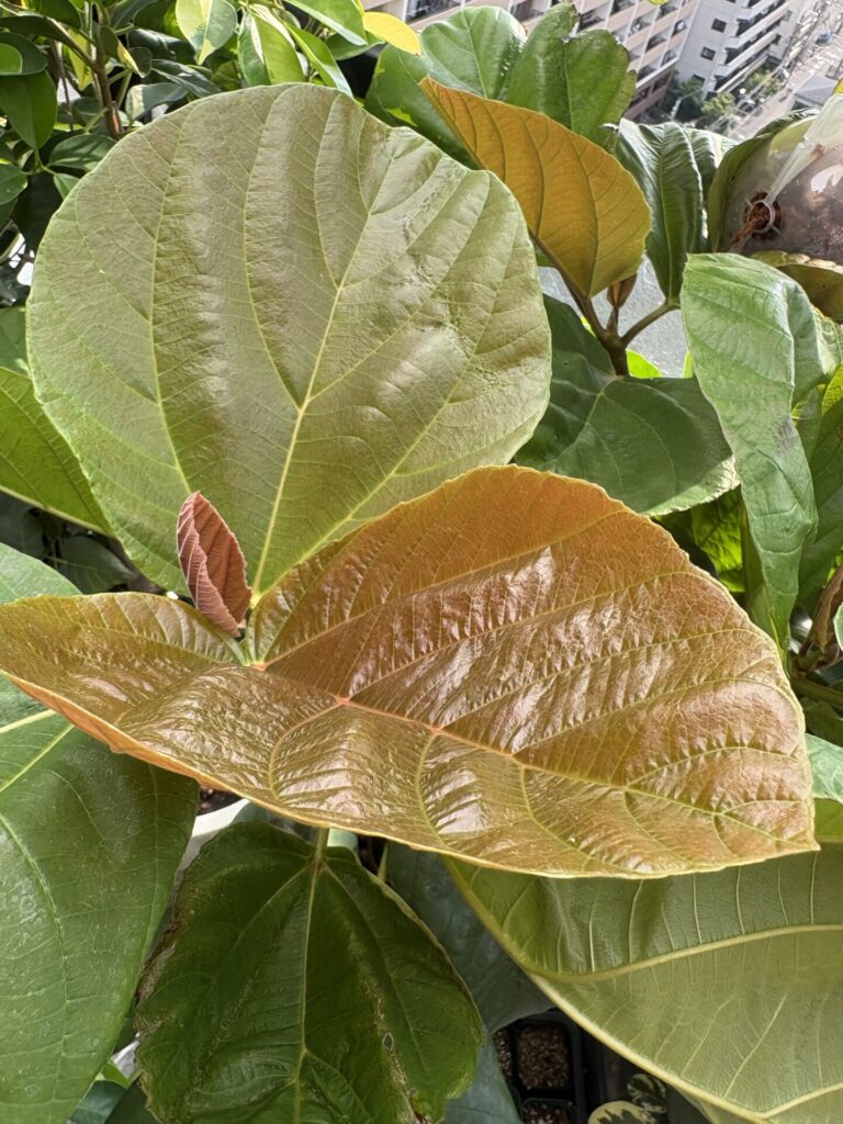 フィカス オオバイチジクの代表写真