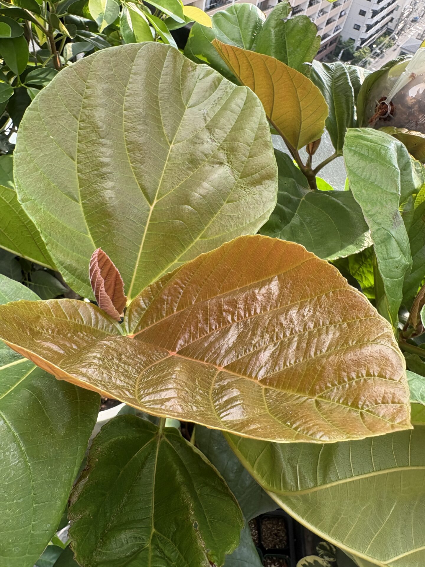 大きな葉を展開するオオバイチジク Ficus auriculata