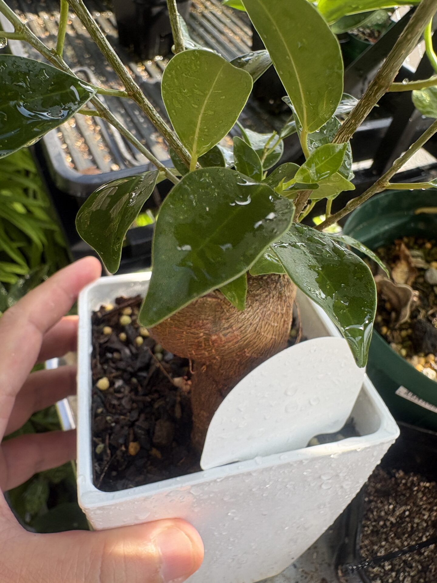 細長い葉を展開するガジュマル Ficus microcarpa