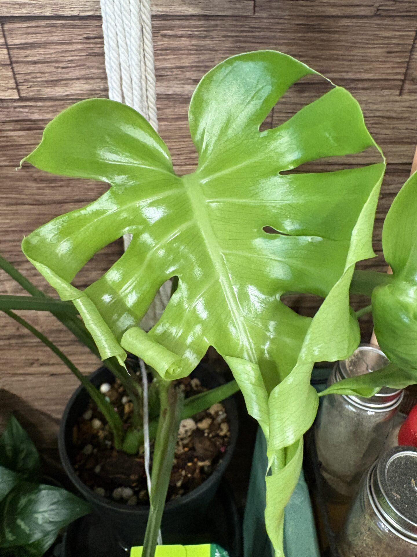 モンステラの2つの成長点から伸びる新芽